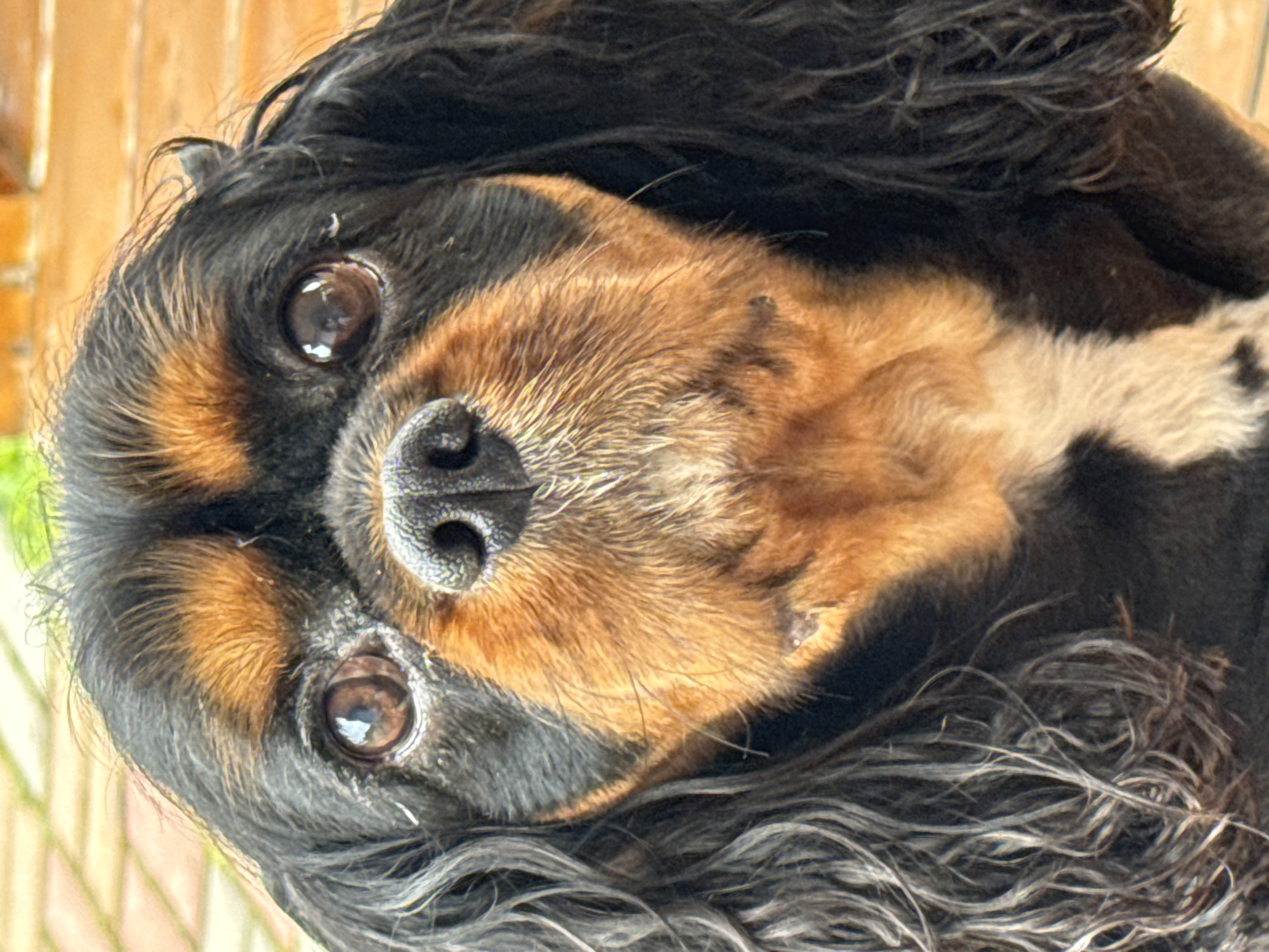 Cavalier King Charles Spaniel on a rustic wooden deck in Russia