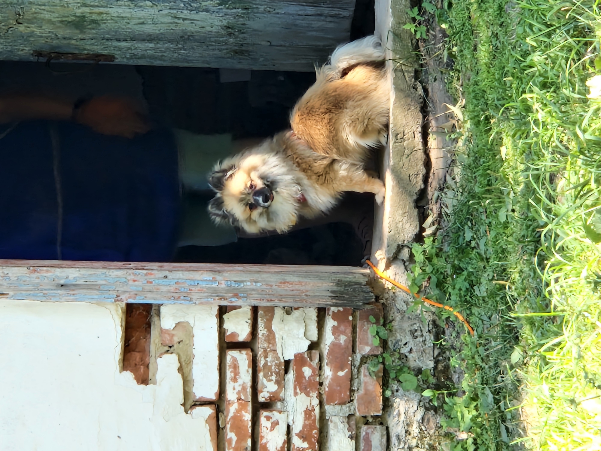 Two animals, two doorways, one old building in Kalynove