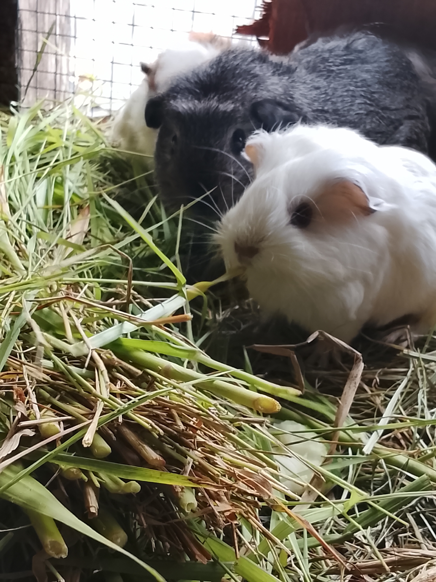 Guinea pigs in cages across two nearby spots in Aceh