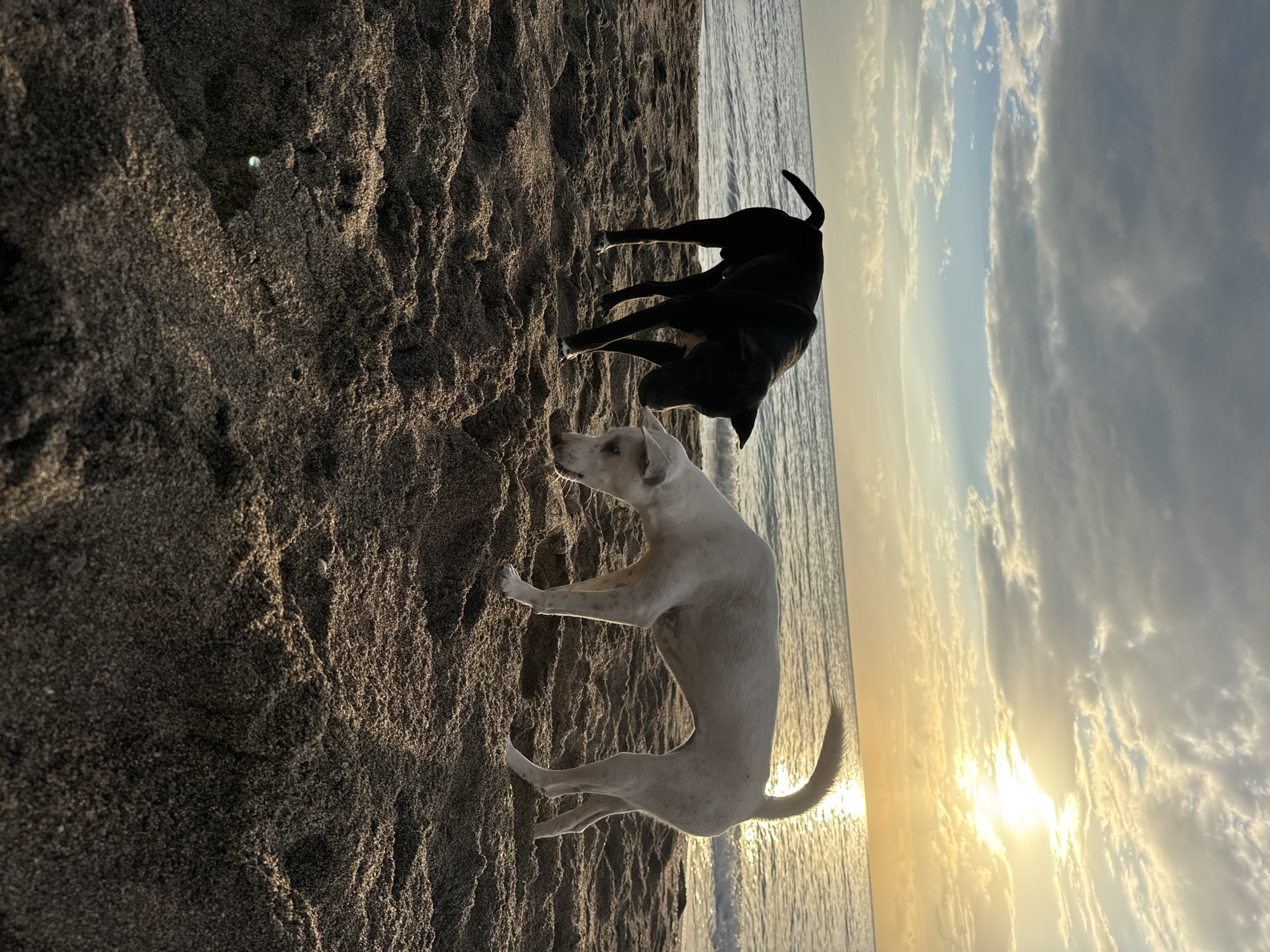 Dogs and people on a black sand beach at Abang sunset