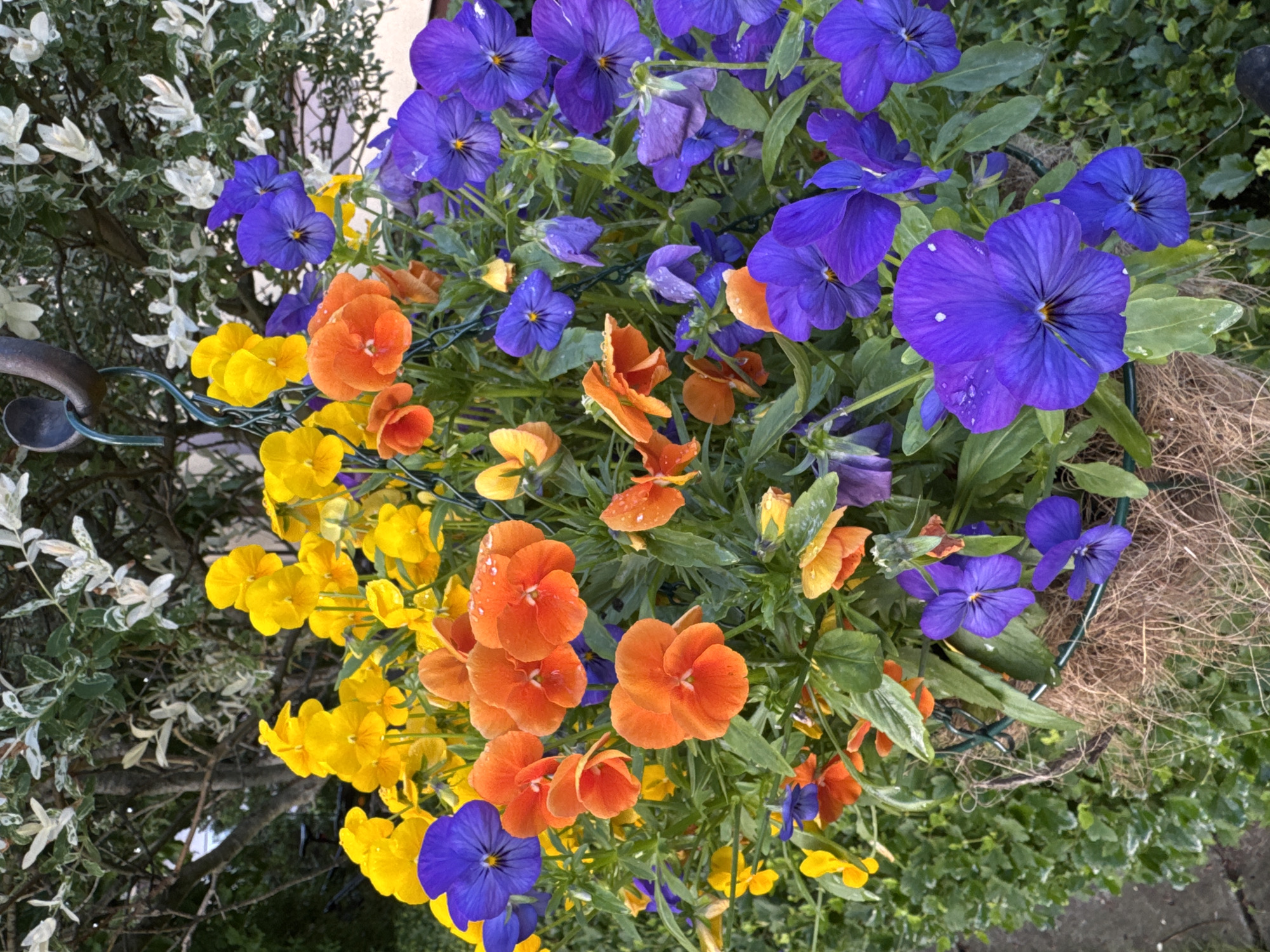Post-rain afternoon in a Carnikava garden, dogs and flowers.