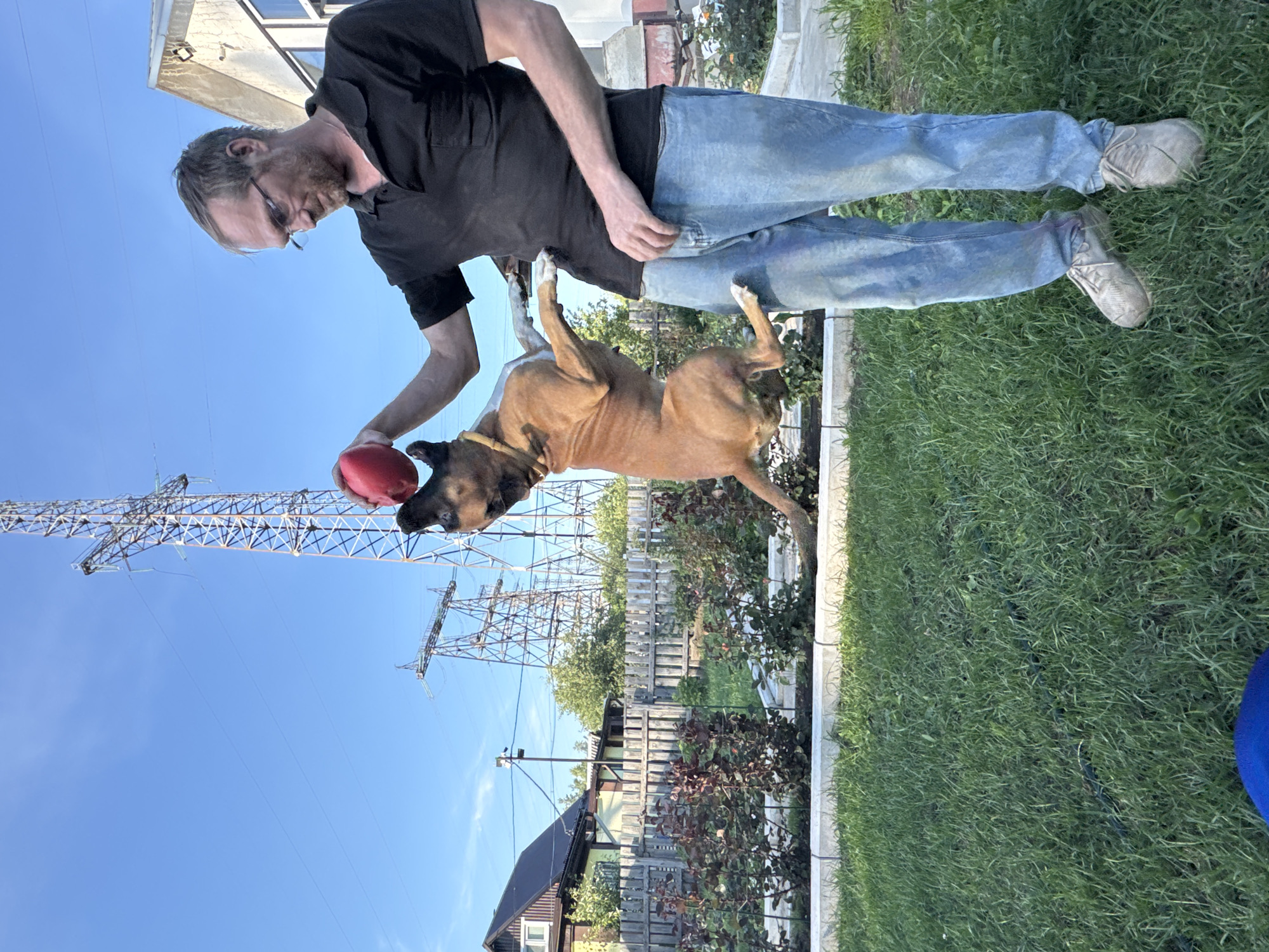 Backyard summer afternoon with a boxer dog in Chaikovsky