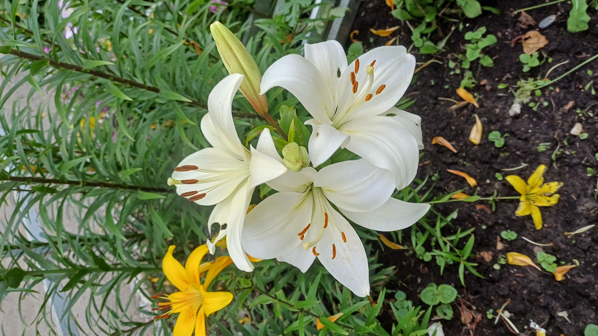 Summer morning in Izhevsk: flowers, evergreens, and street scenes