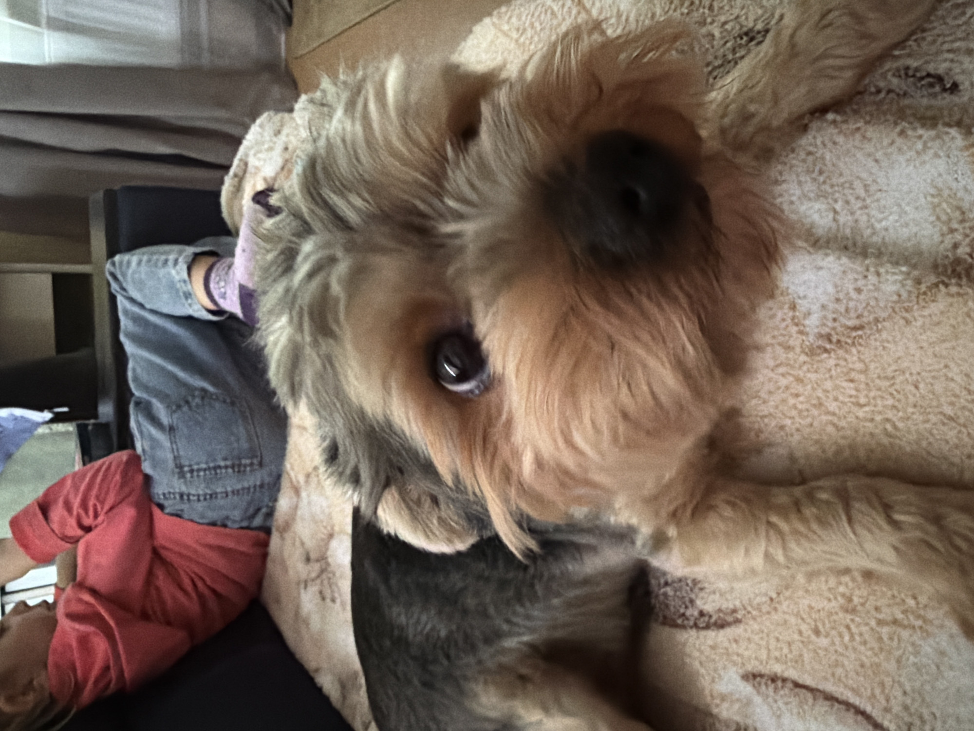 Yorkshire Terrier gets cozy home attention in Tambov