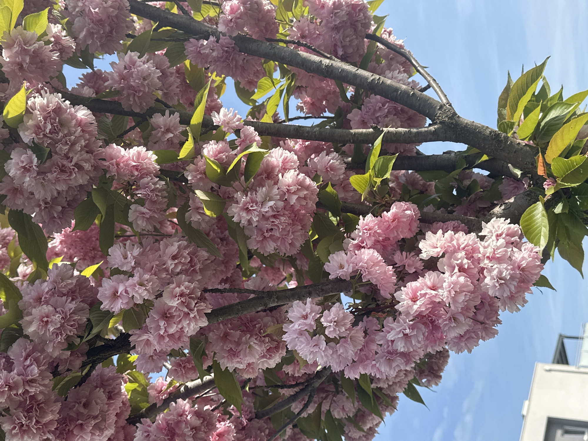 Cherry blossoms bloom in Zagreb, Croatia spring morning