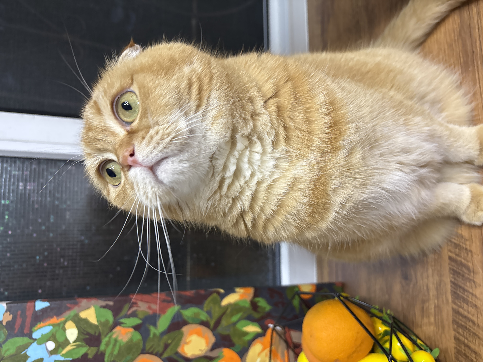 Scottish Fold cat at home, fruit basket, window views