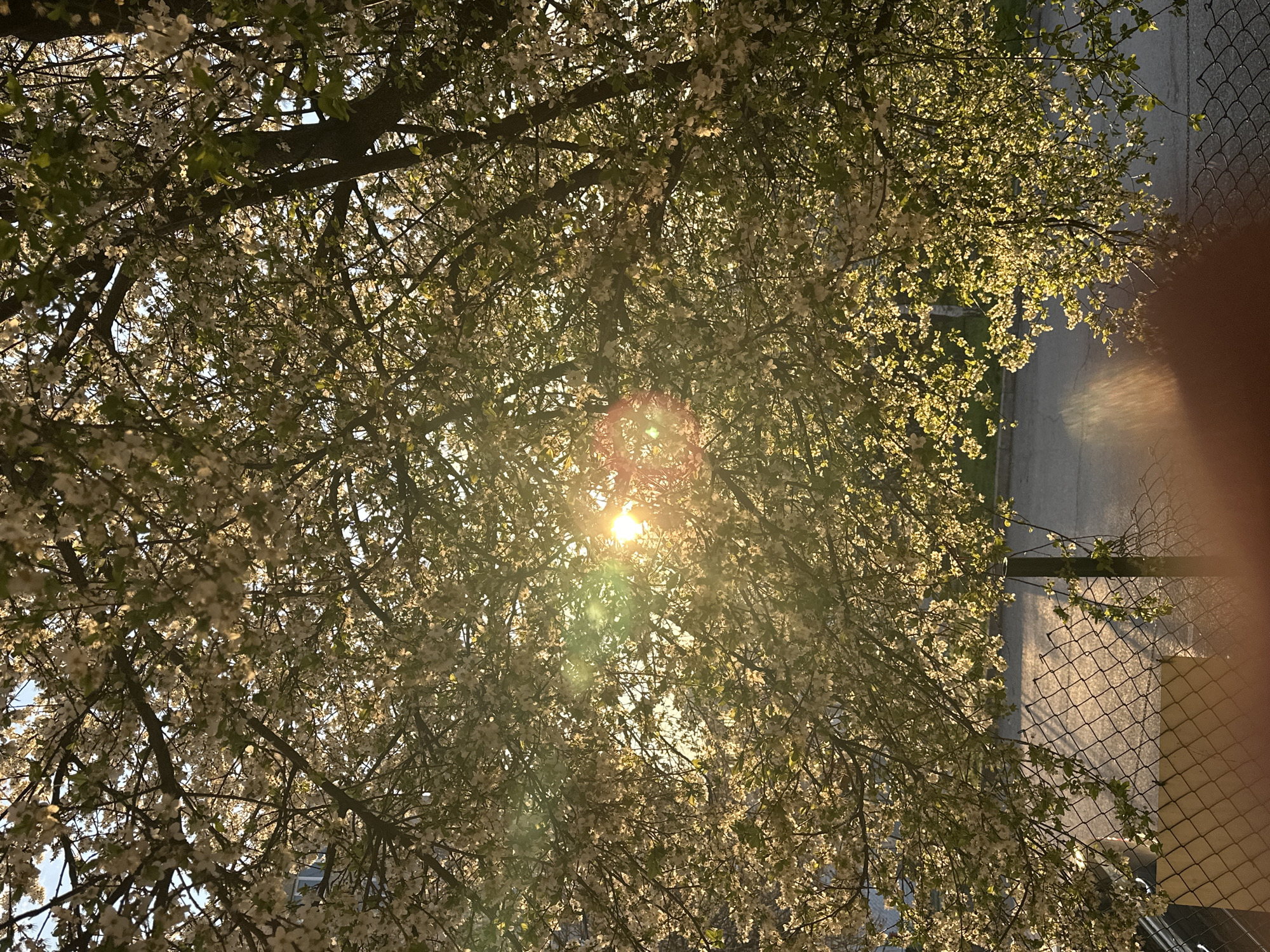Spring afternoon documented across Targovishte cafes and public spaces