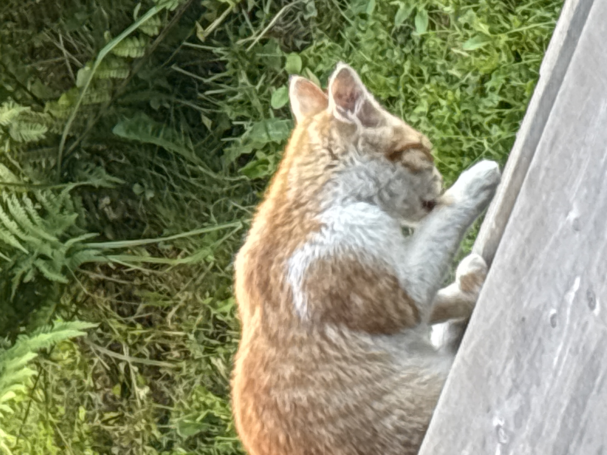 Cats lounging and eating on a wooden deck in Zvenigorod