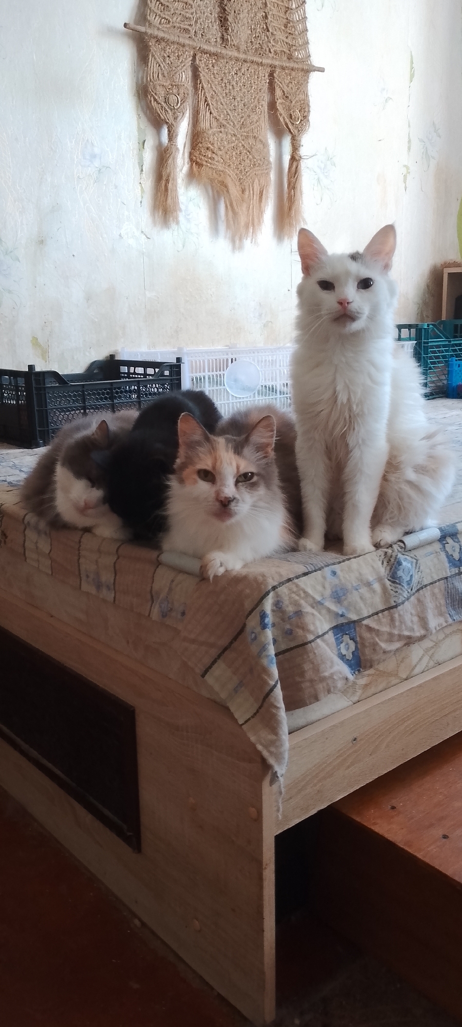 Multiple cats lounging and posing in cozy indoor spaces