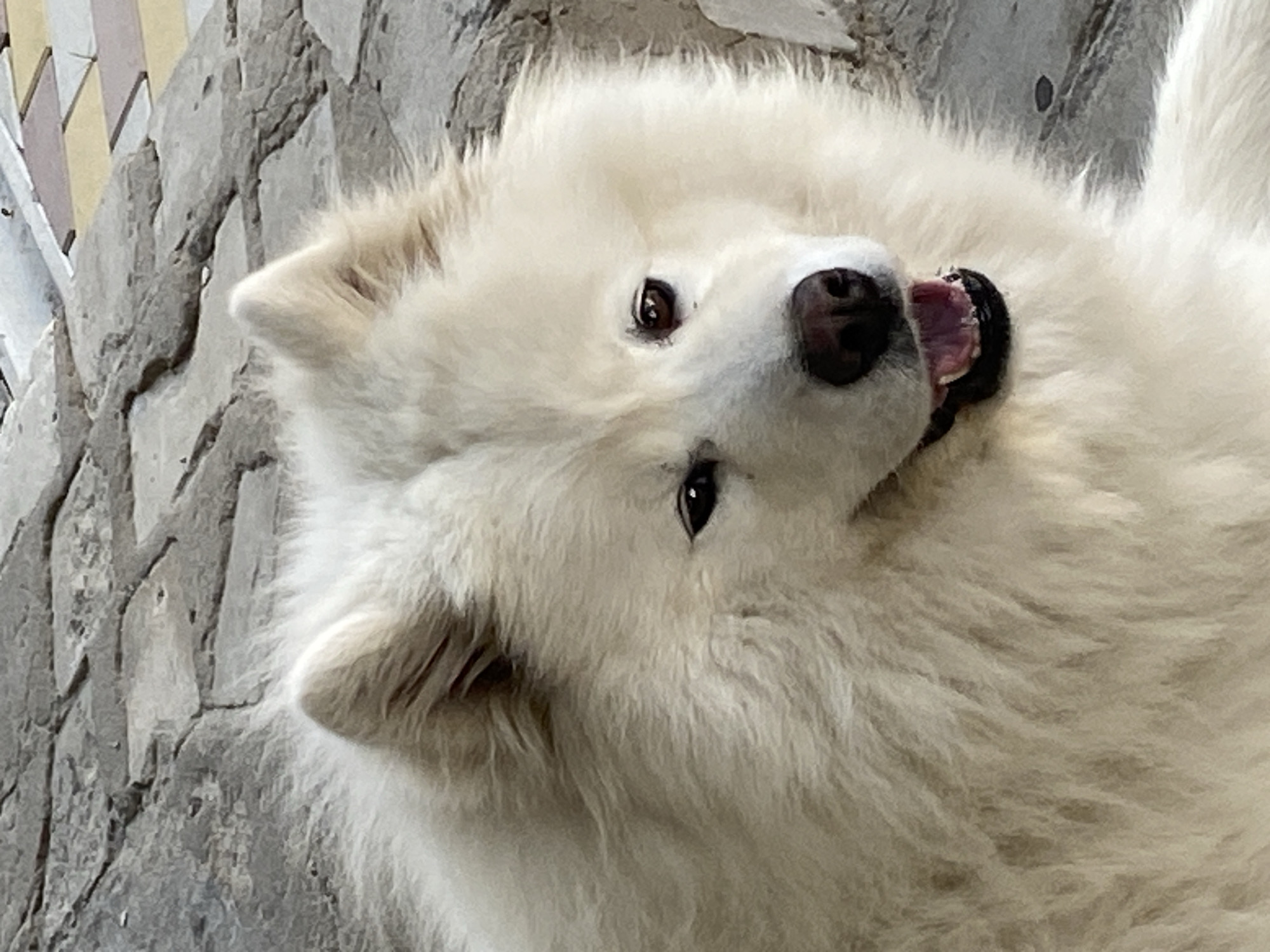Samoyed takes a breather on paved ground