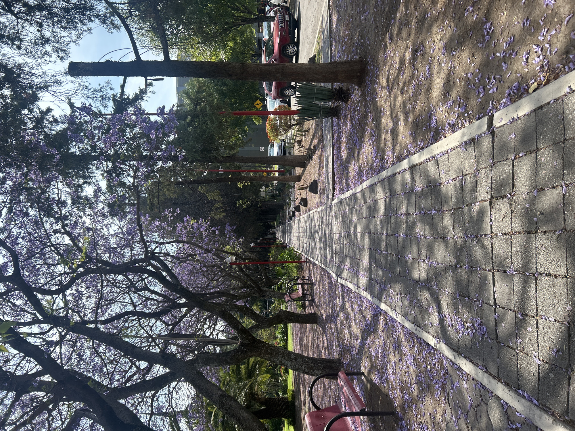 Urban jacaranda bloom documented across city walkways and parks