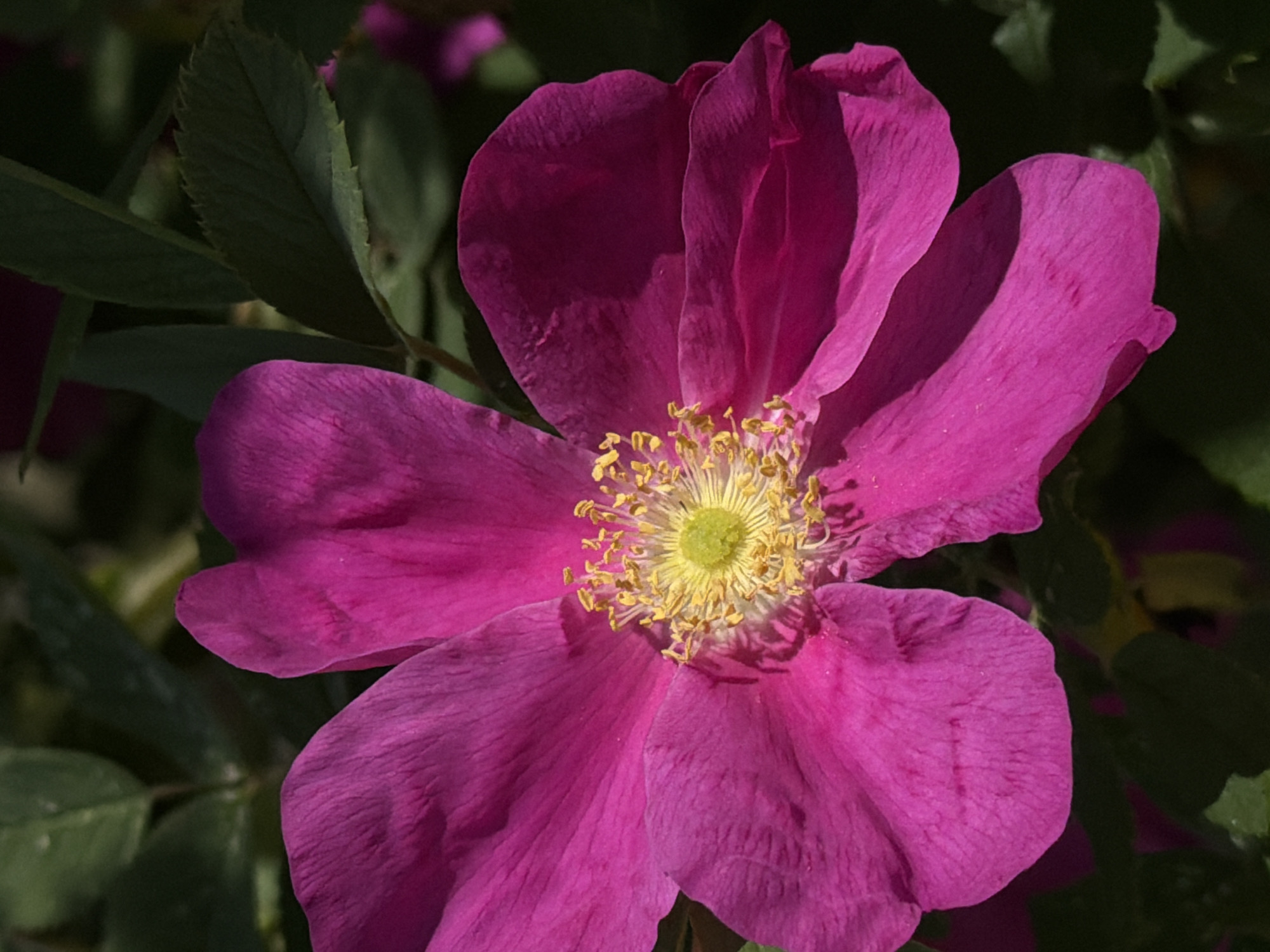 Wild roses bloom against blue sky, captured in sequence