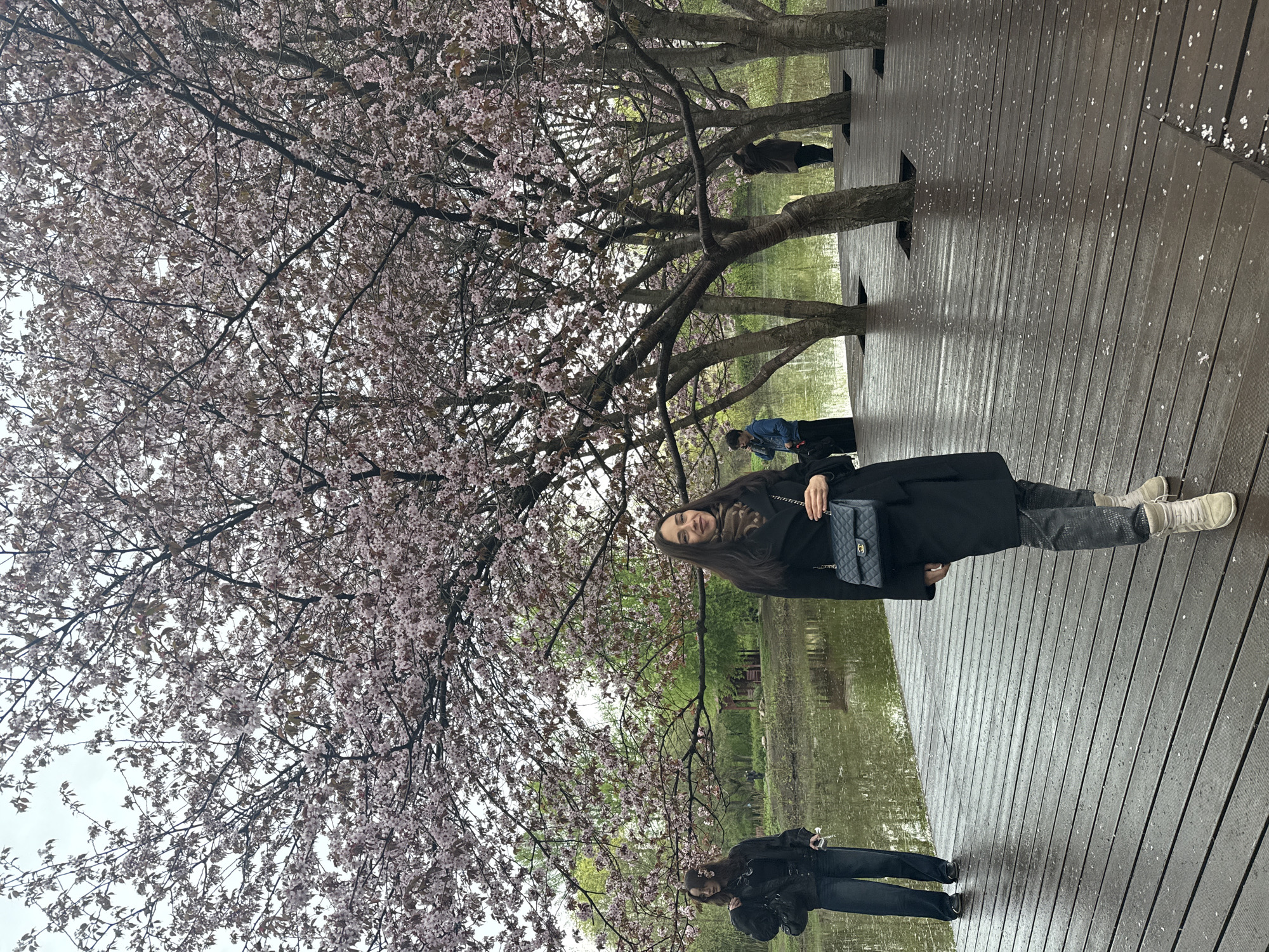 Woman enjoys cherry blossoms and ducks at Saint Petersburg pond