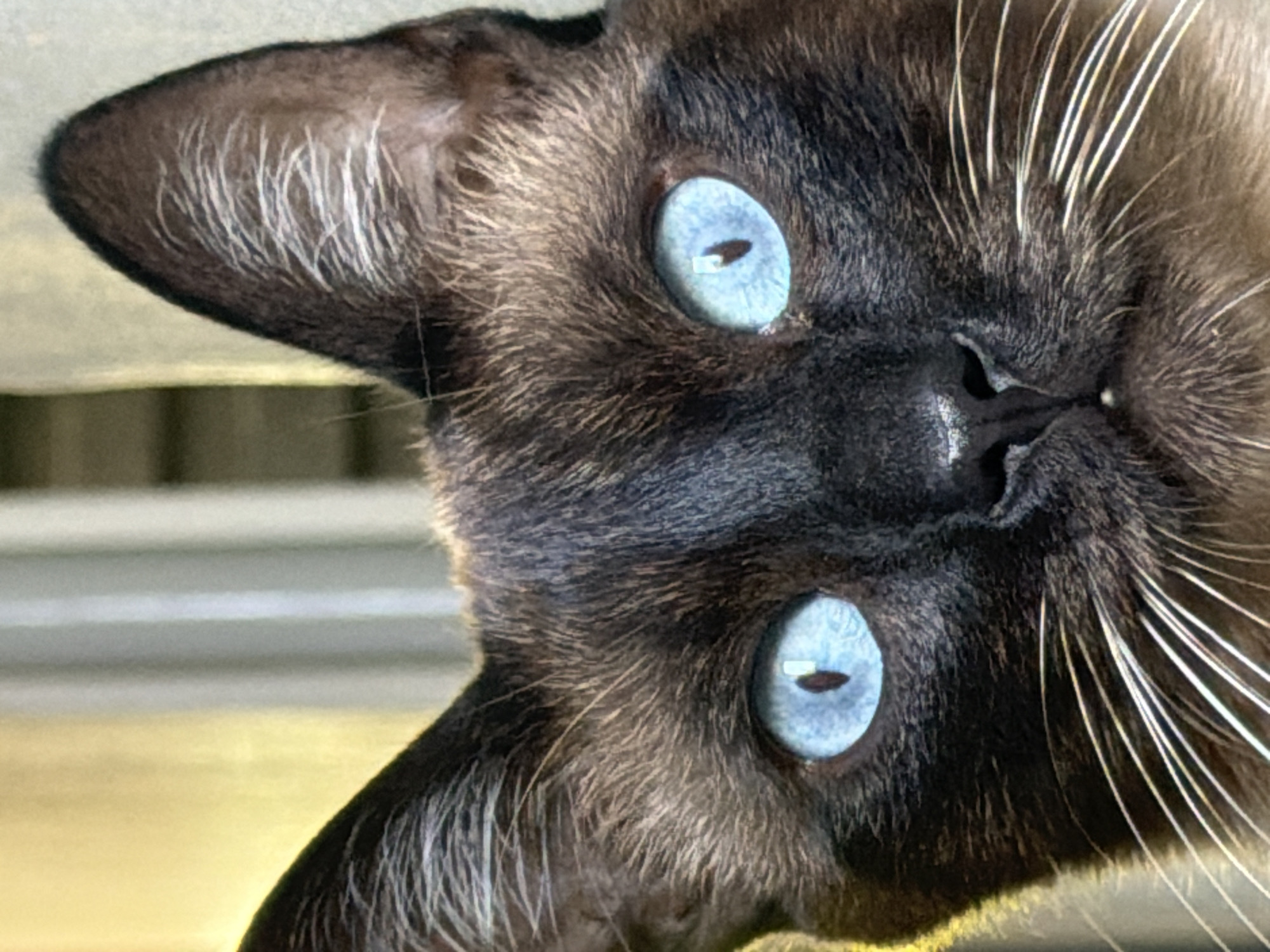 Siamese cat and a passing helicopter in Esch-sur-Alzette