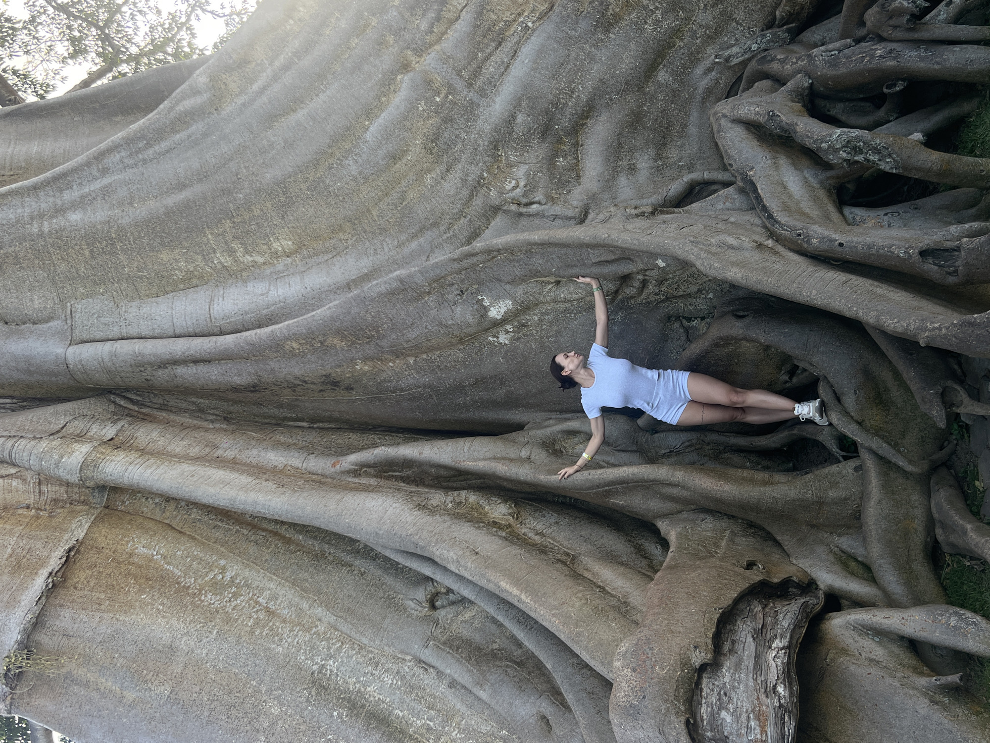 Up close with a giant buttress-root tree in Marga, Indonesia