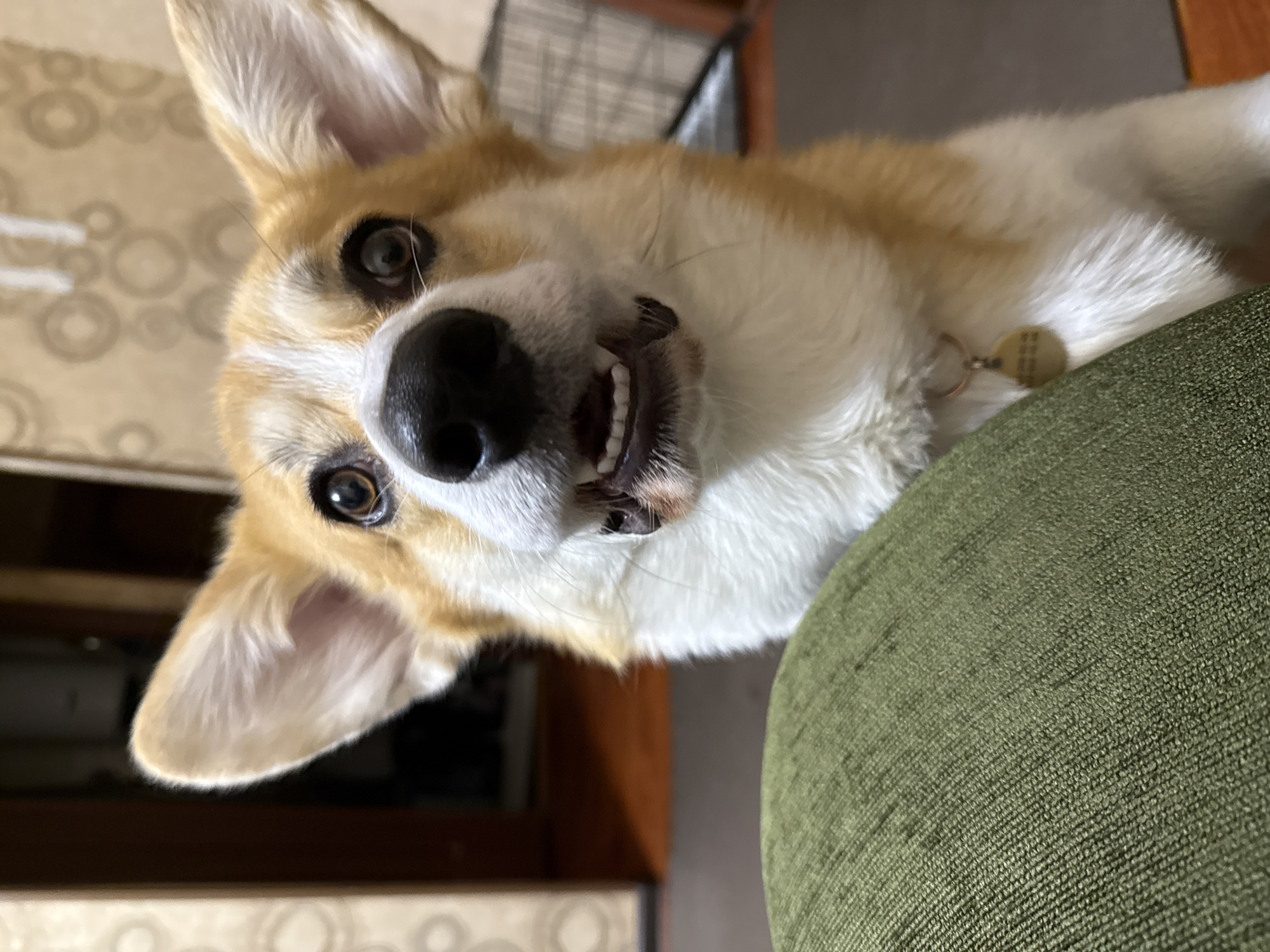 Corgi photographed on green furniture in Borzya, Russia