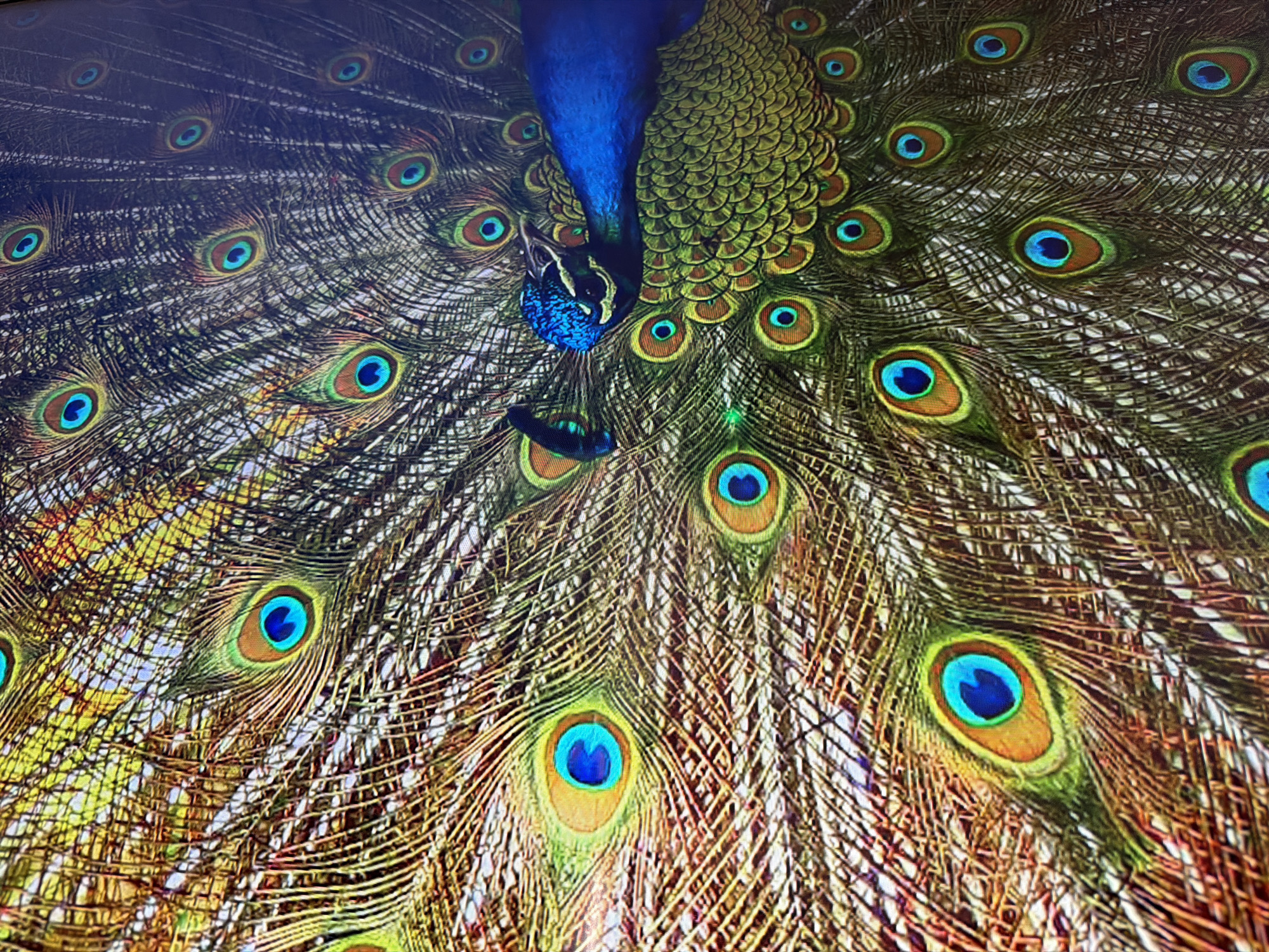 Peacock in full display among Tel Aviv park trees