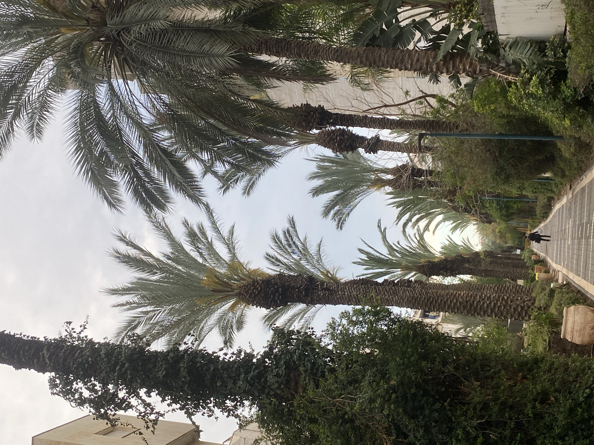 Daily life documented across northern Israeli cities afternoon walk