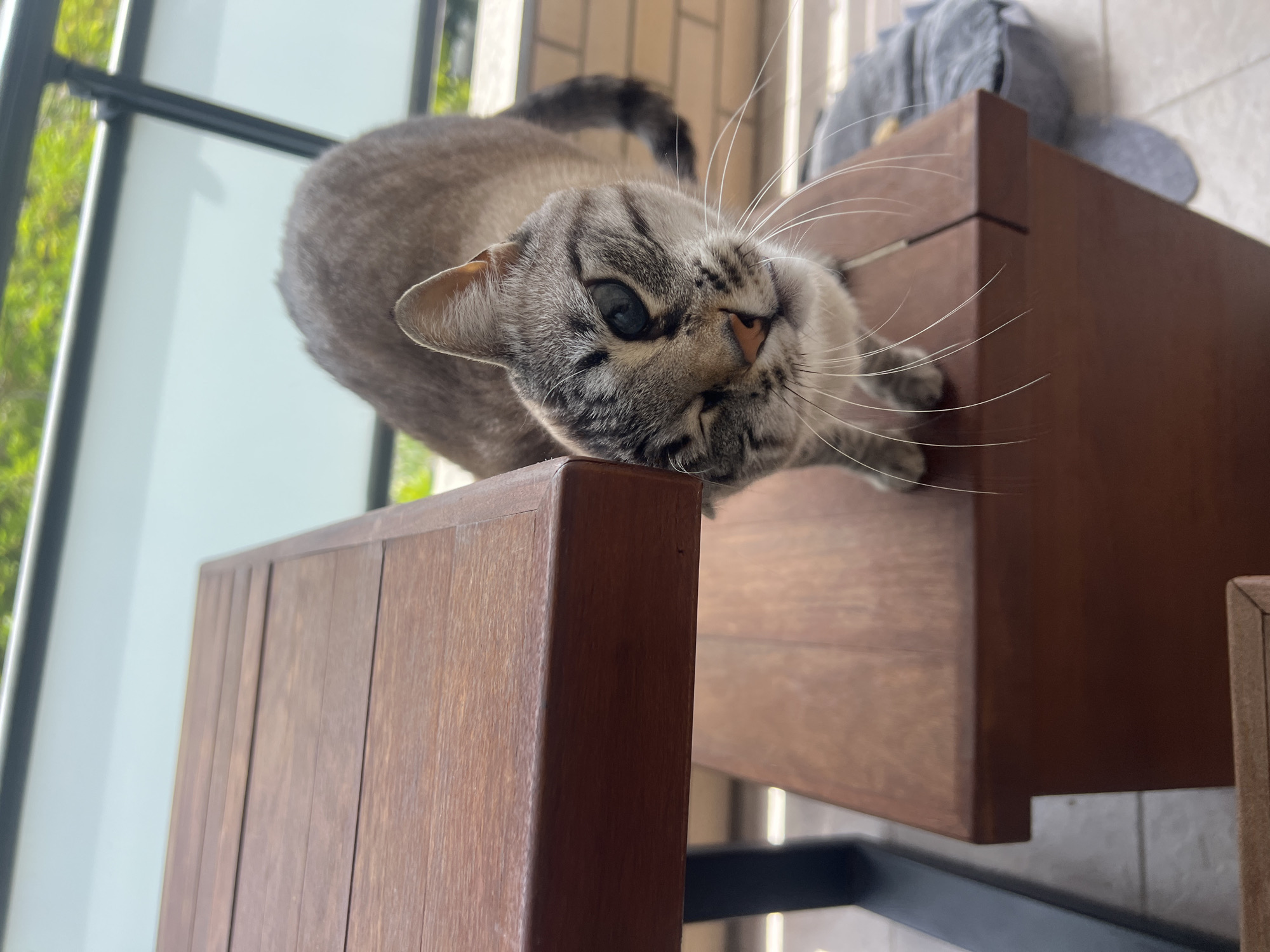 Quiet afternoon moments with pets captured in Salou home