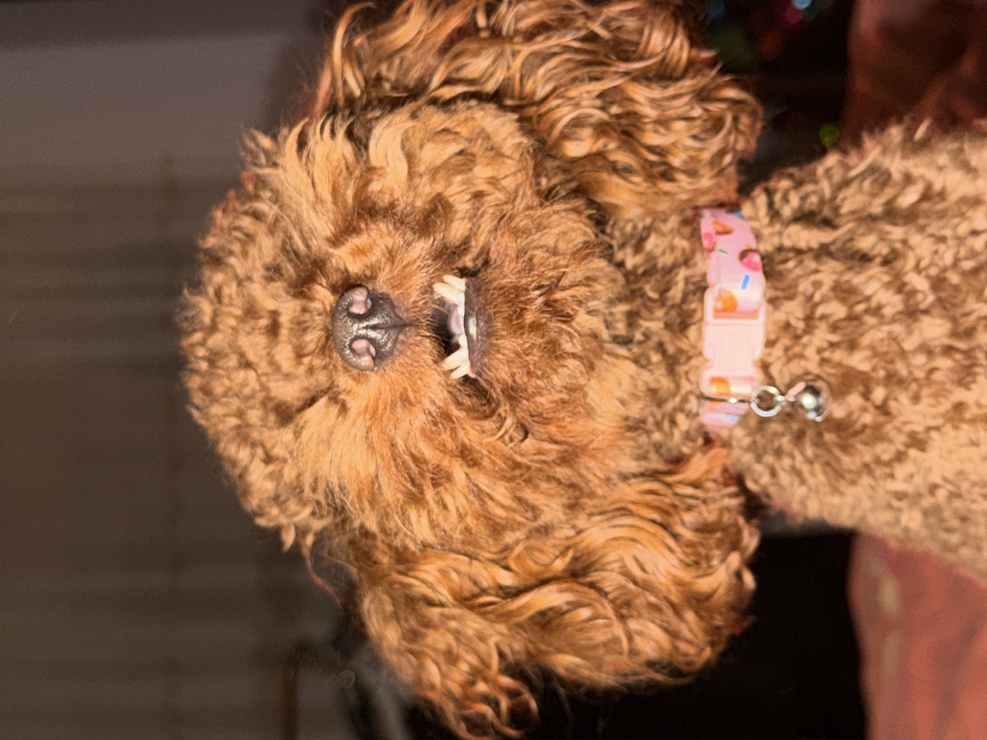 Brown poodle receives gentle petting on bed in Sofia