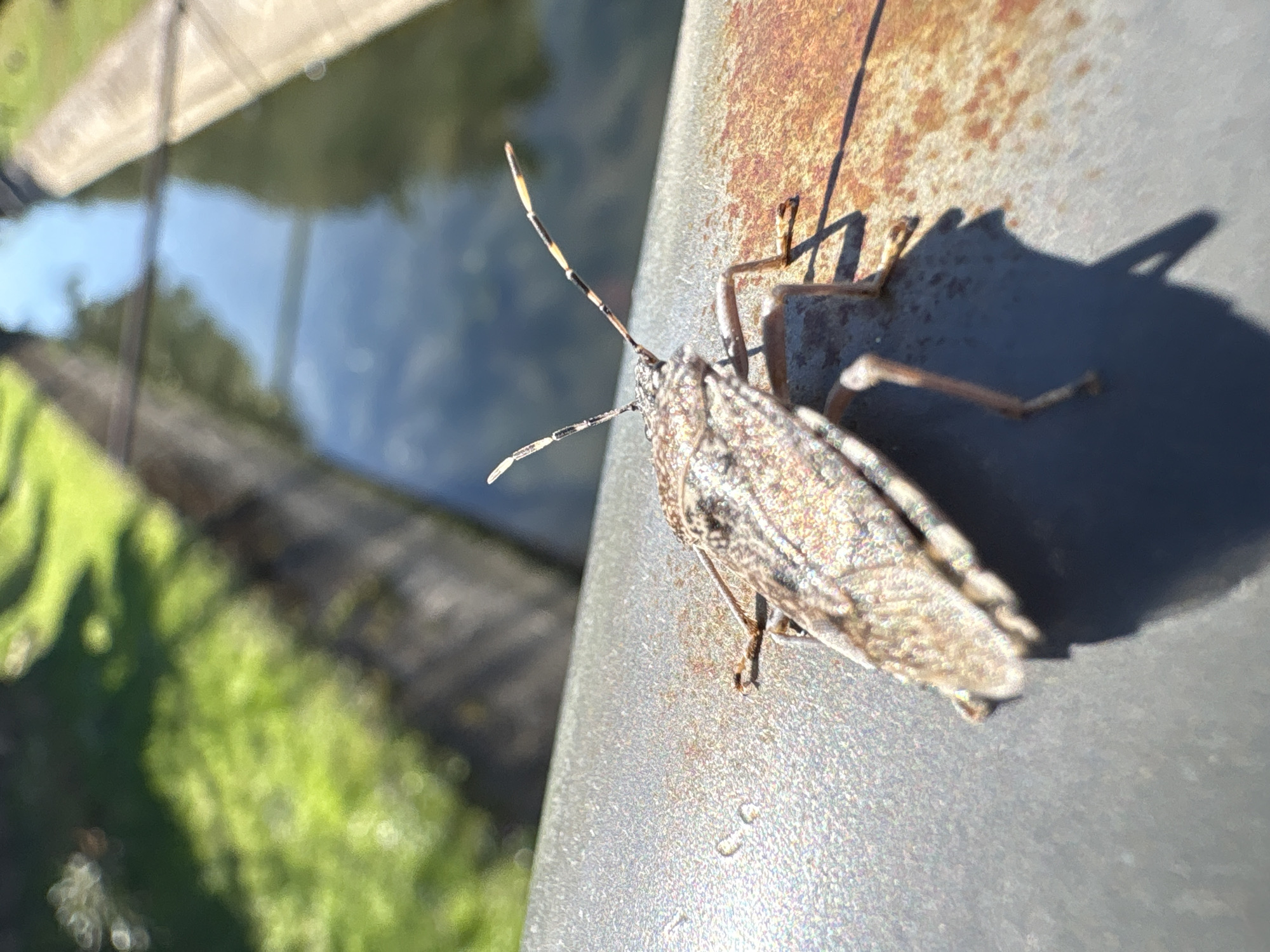 Shield bug and canal debris observed in Bar, Montenegro