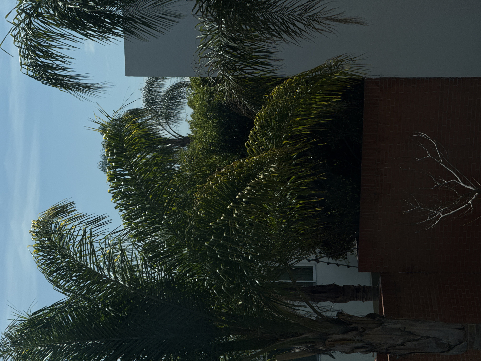 Everyday scenes documented in Puebla: palm trees and clothing storage