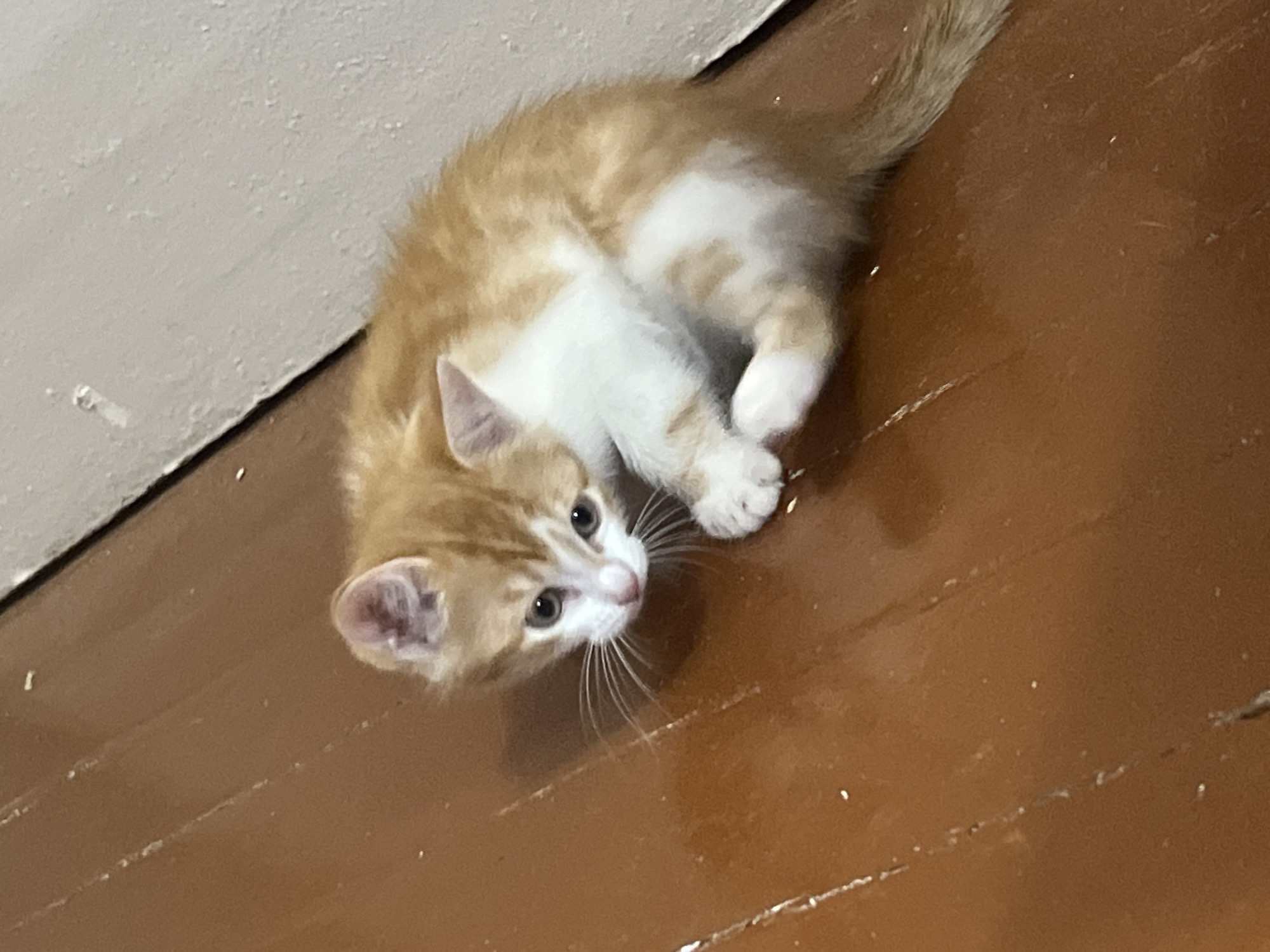 A lazy afternoon at home and around Svietlahorsk with a kitten