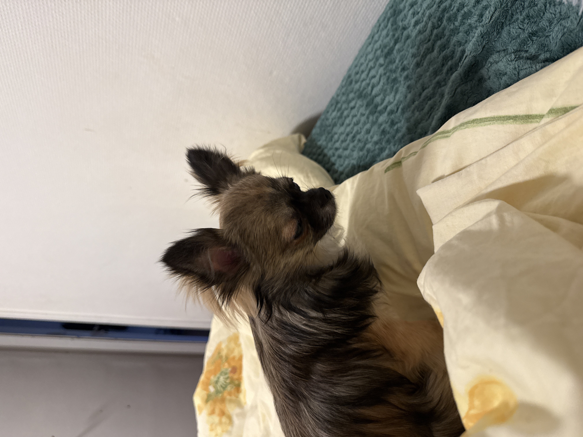 Chihuahua mix dozing on a floral duvet in Oslo