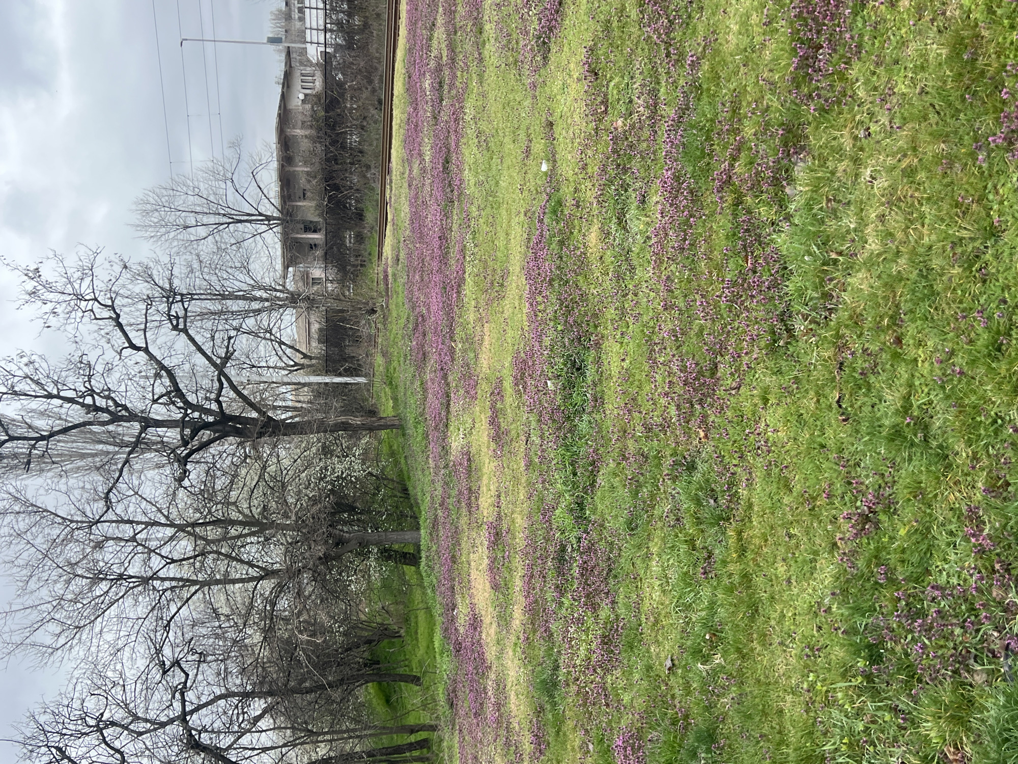 Morning spring scenes captured across Sofia neighborhoods