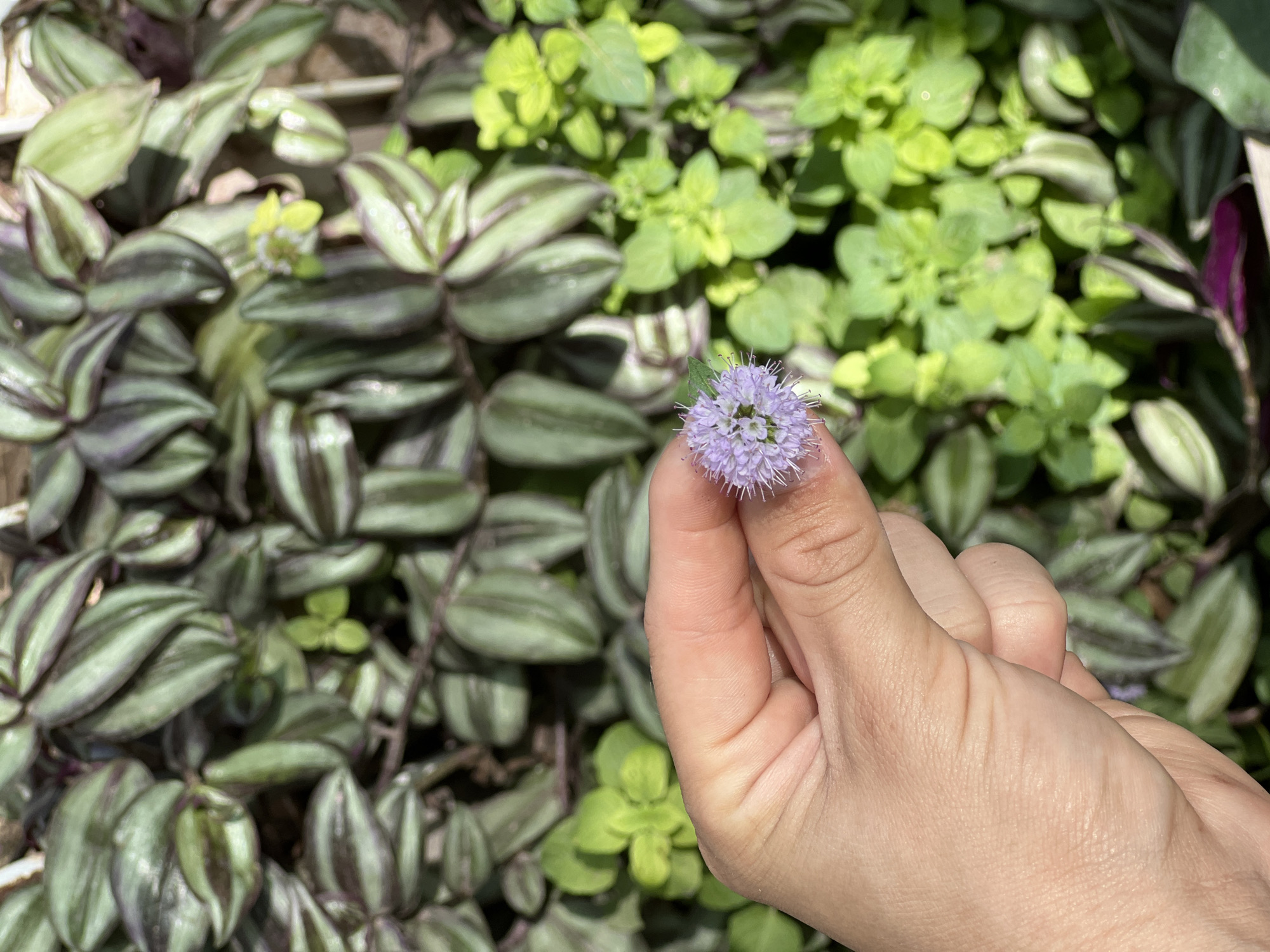 Person holds purple flower in Sumalao, Argentina