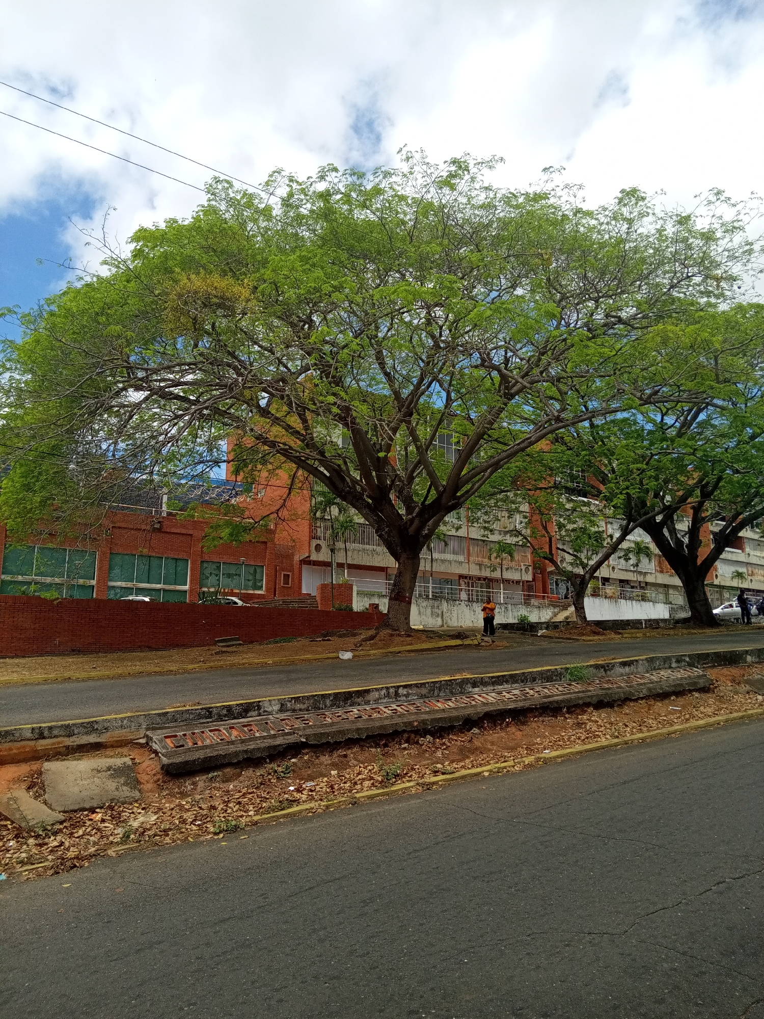 Street scene captured in Ciudad Guayana showing trees and buildings