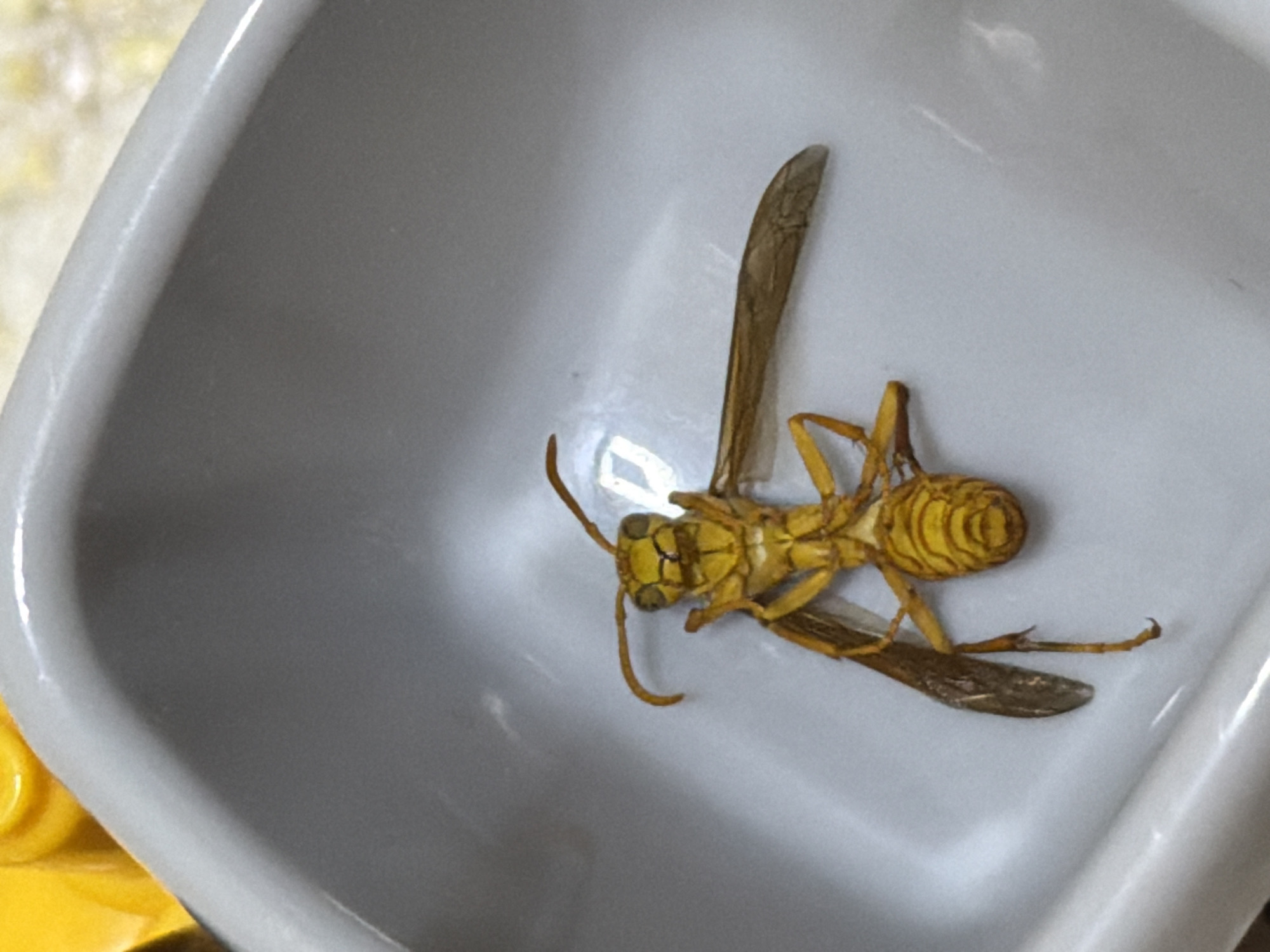 Dead wasp, multiple macro angles, Chirchik, Uzbekistan