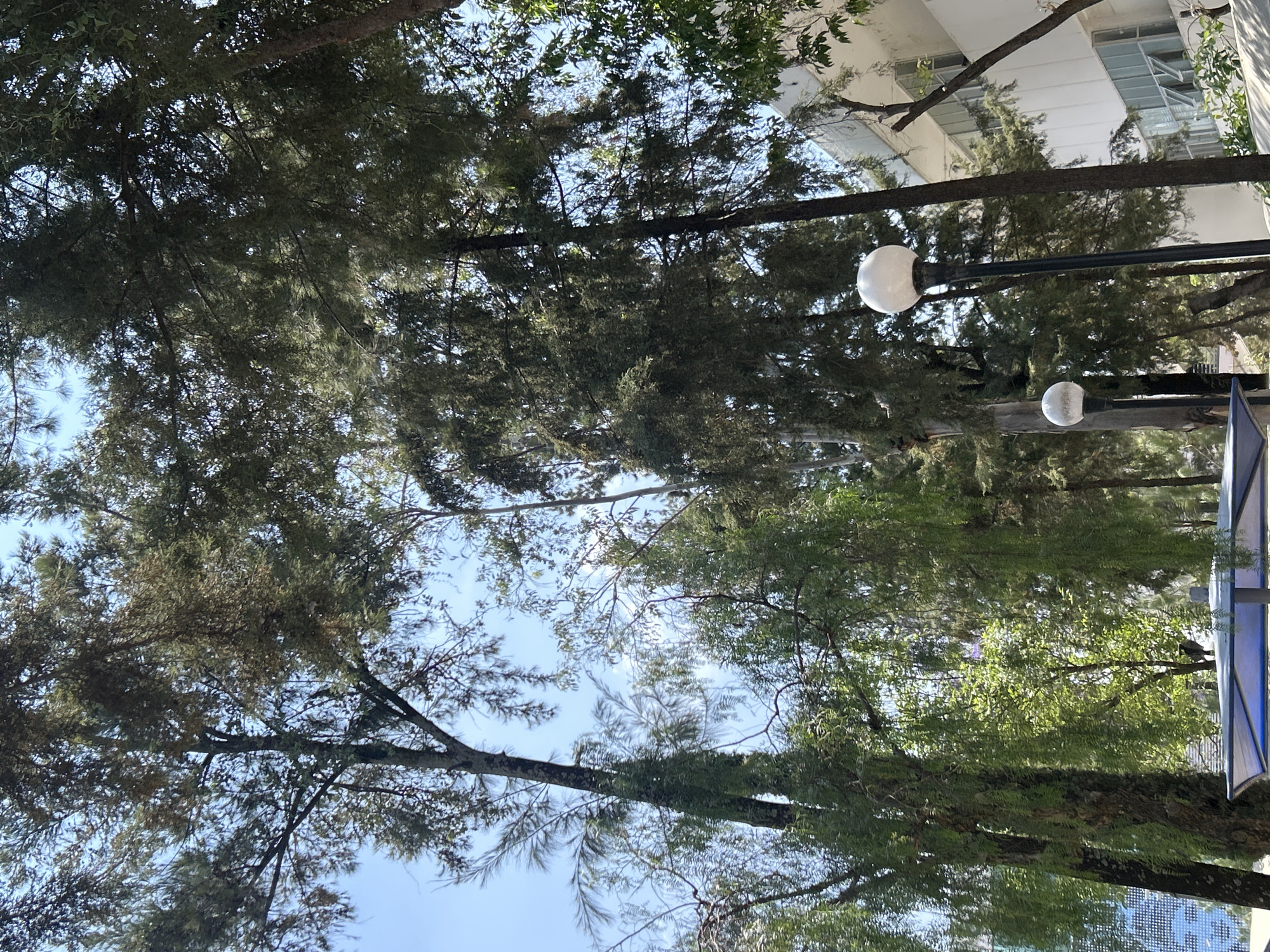 Dense tree canopy photographed in urban Puebla setting
