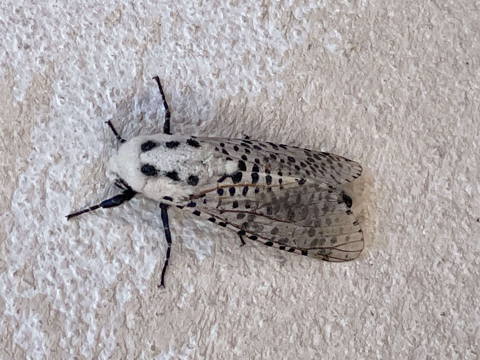 Black and white moth perched on a wall in Tuscany