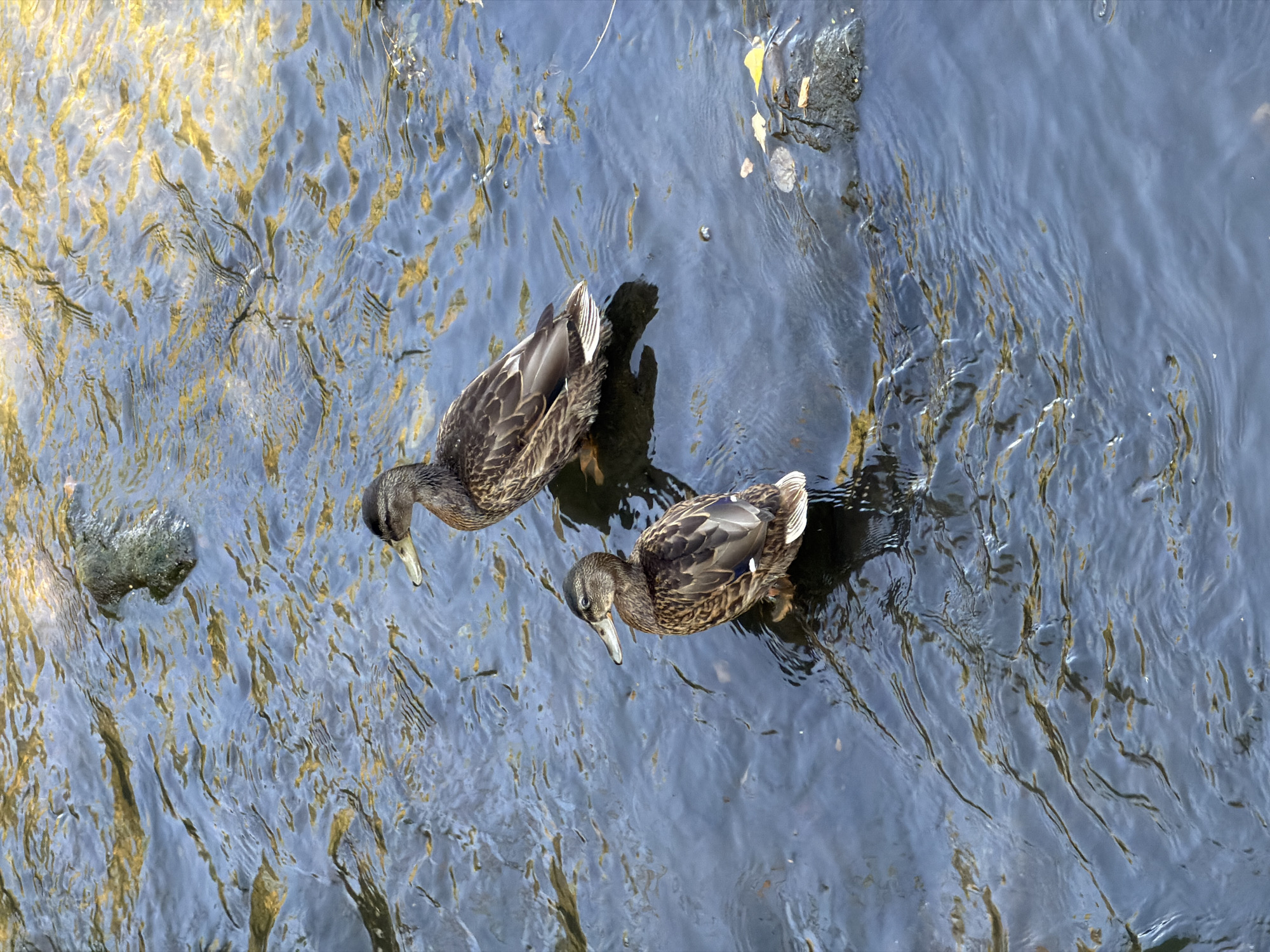 Ducks, willows, and a sunlit stream in Esch-sur-Alzette