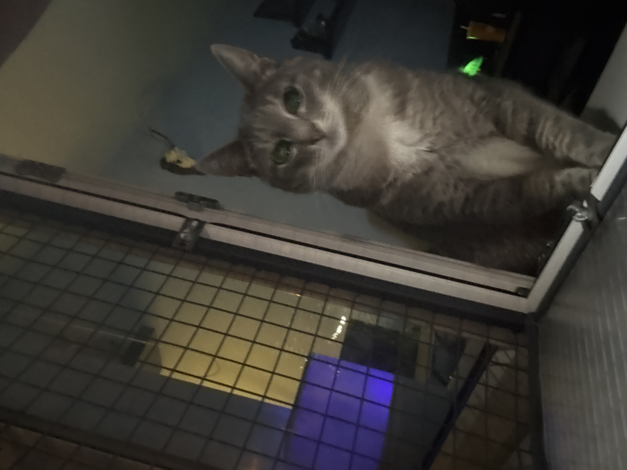 Gray tabby cat perches atop metal cage in Reutov