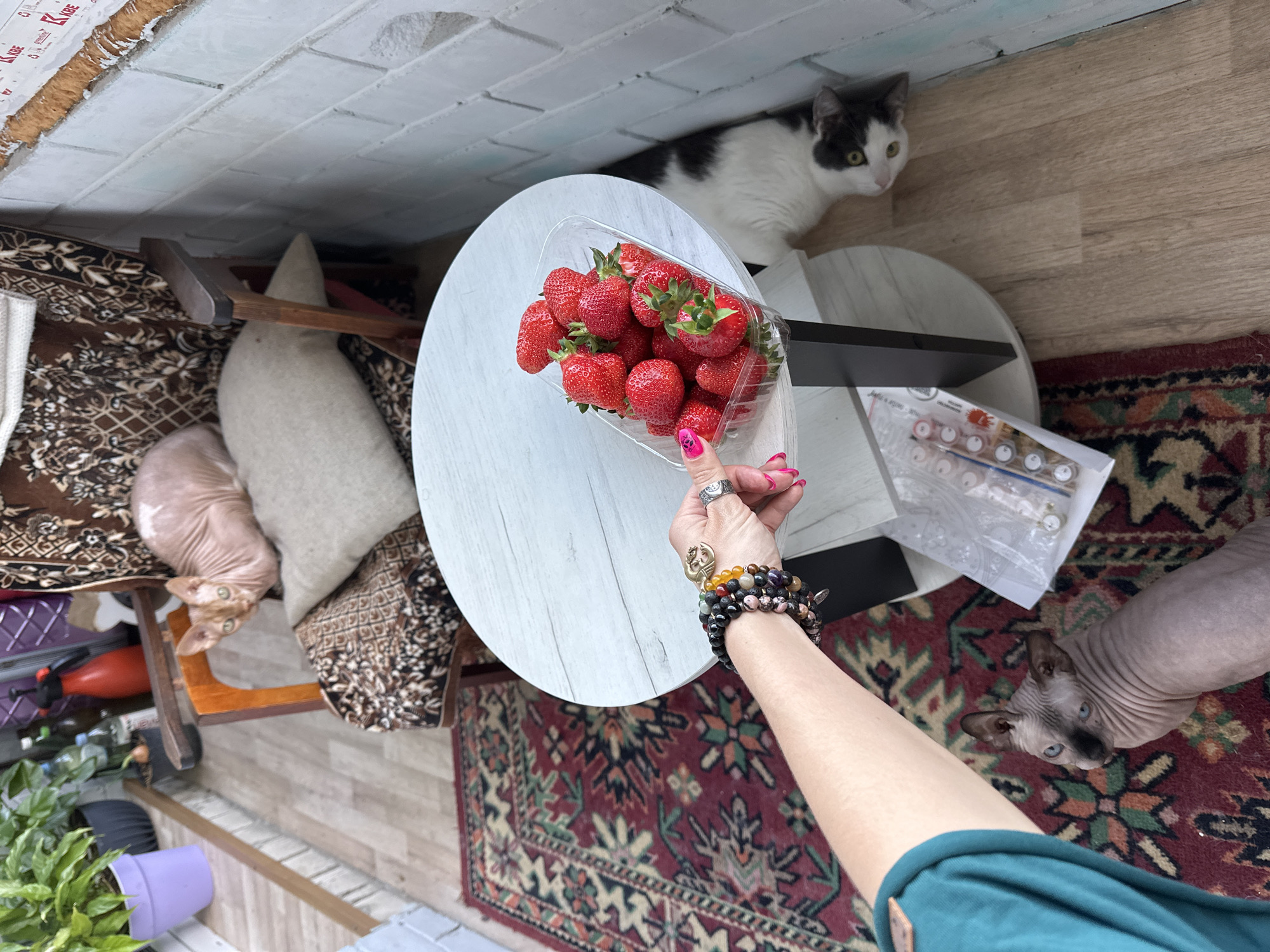 Woman enjoys strawberries in hammock with curious cats, Vladimir