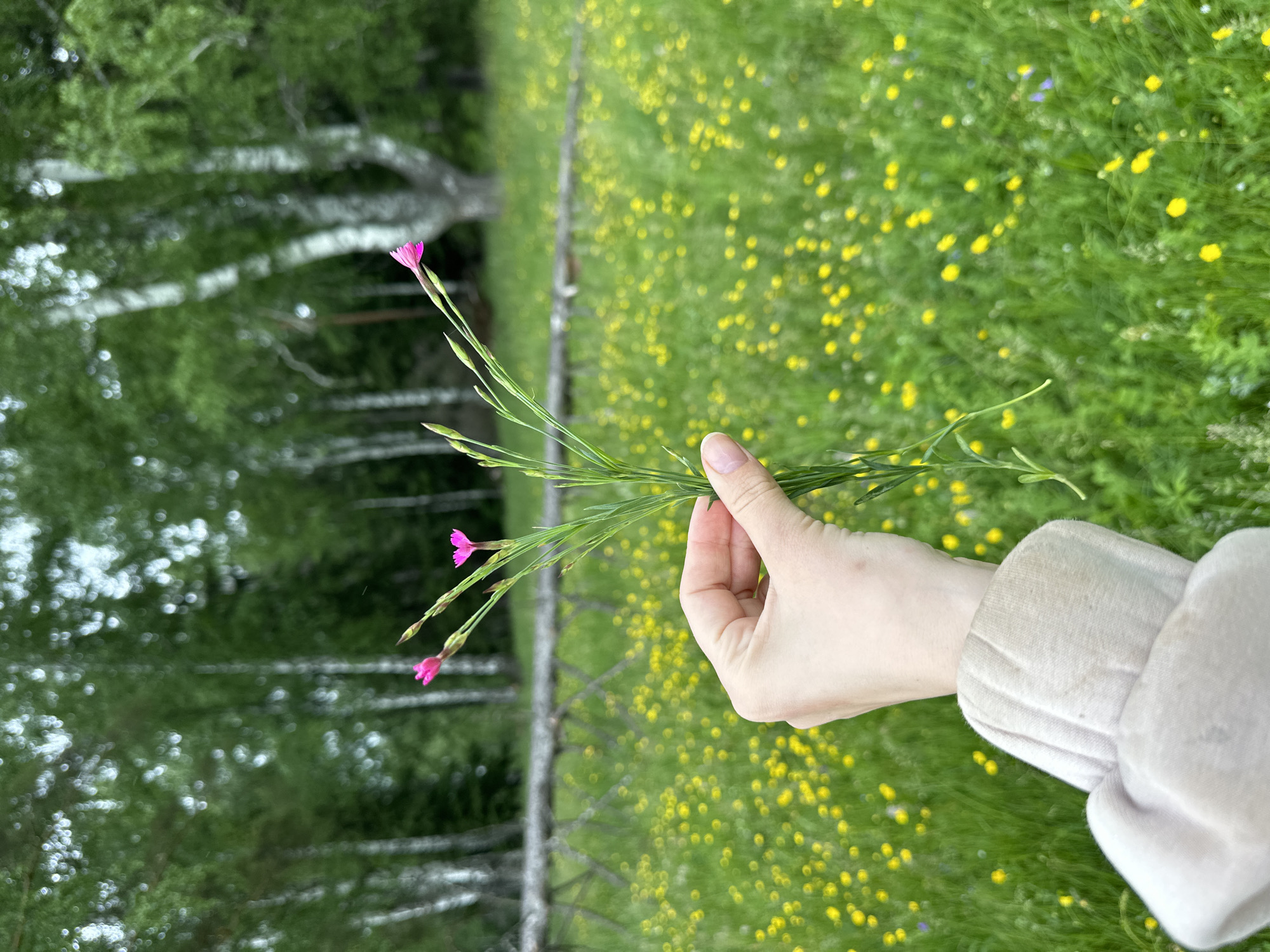 Woman and child gather wildflowers during nature walk in Russia