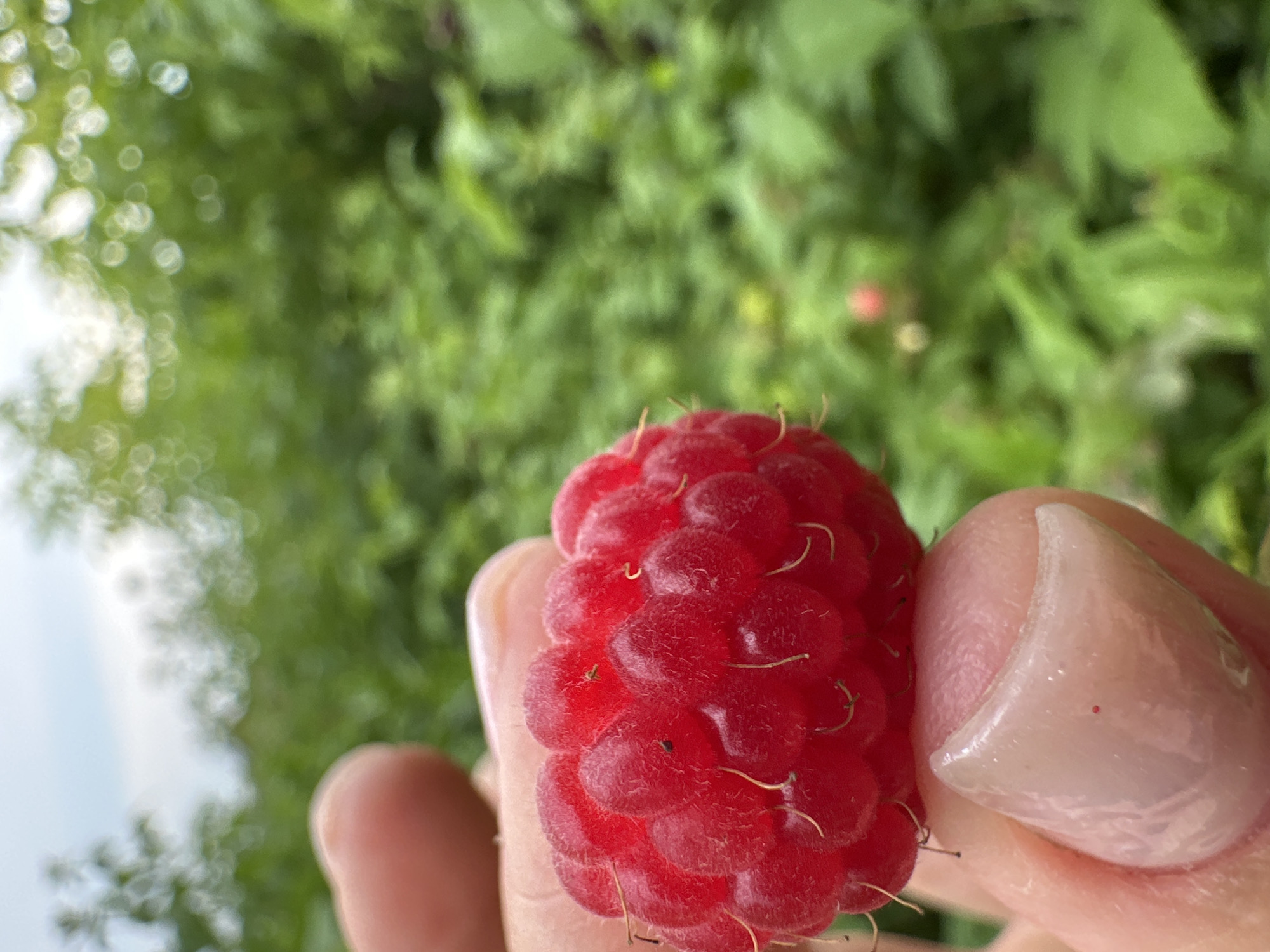 Fresh raspberries and a playful moment in a Russian garden