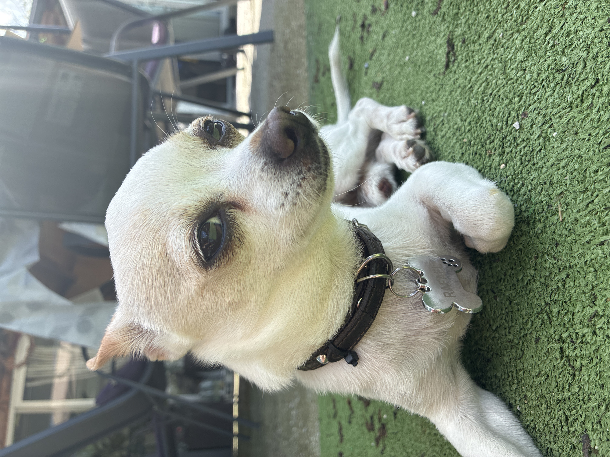 Dogs rest outdoors in Varna during morning hours