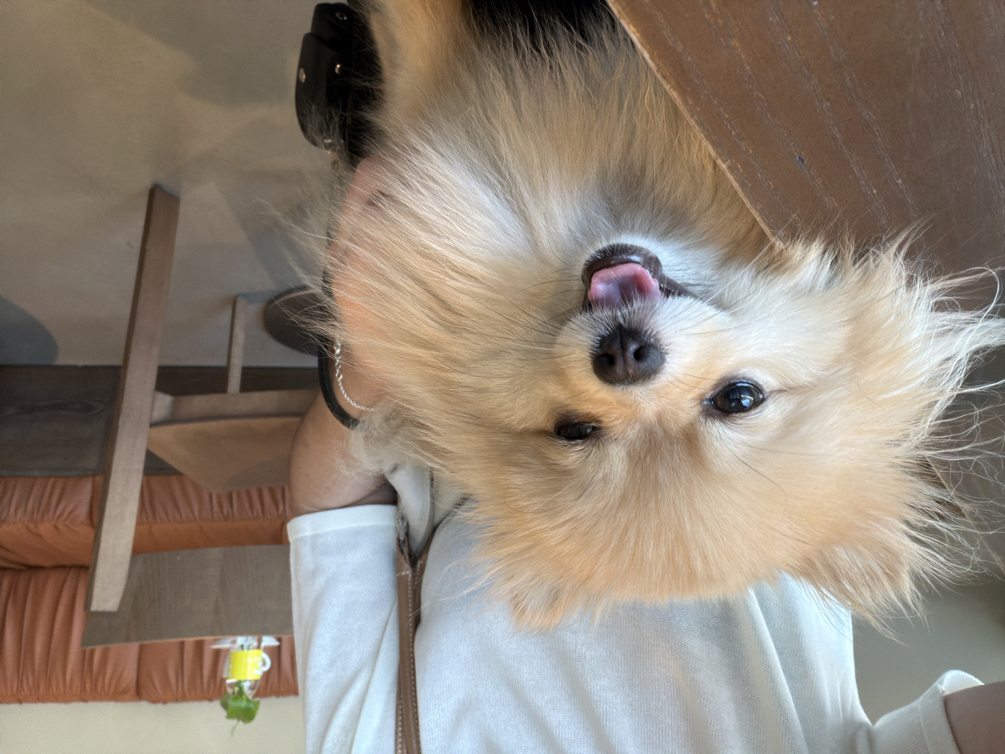 Pomeranian and iced coffee at a Barcelona café