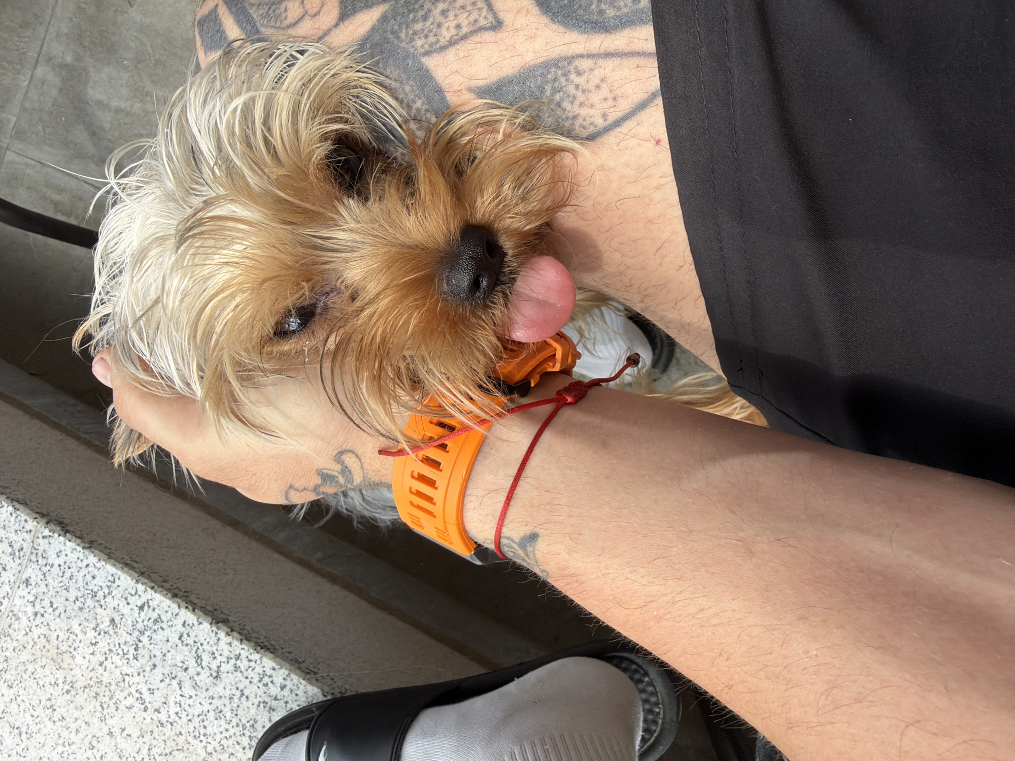 Dog, supplements, and stream scenes documented at single location