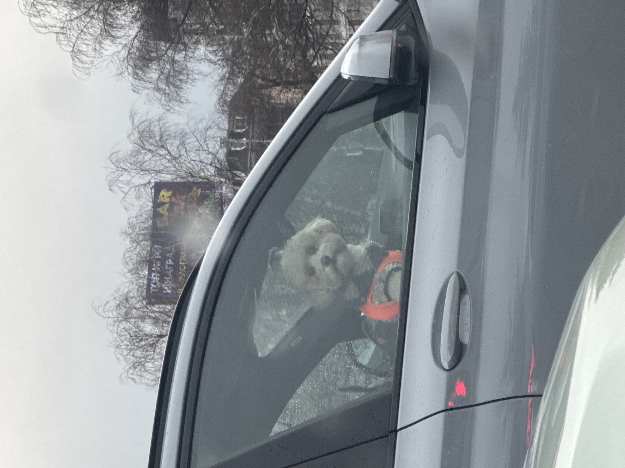 Casual Sofia afternoon: street art, pet, dessert moments captured