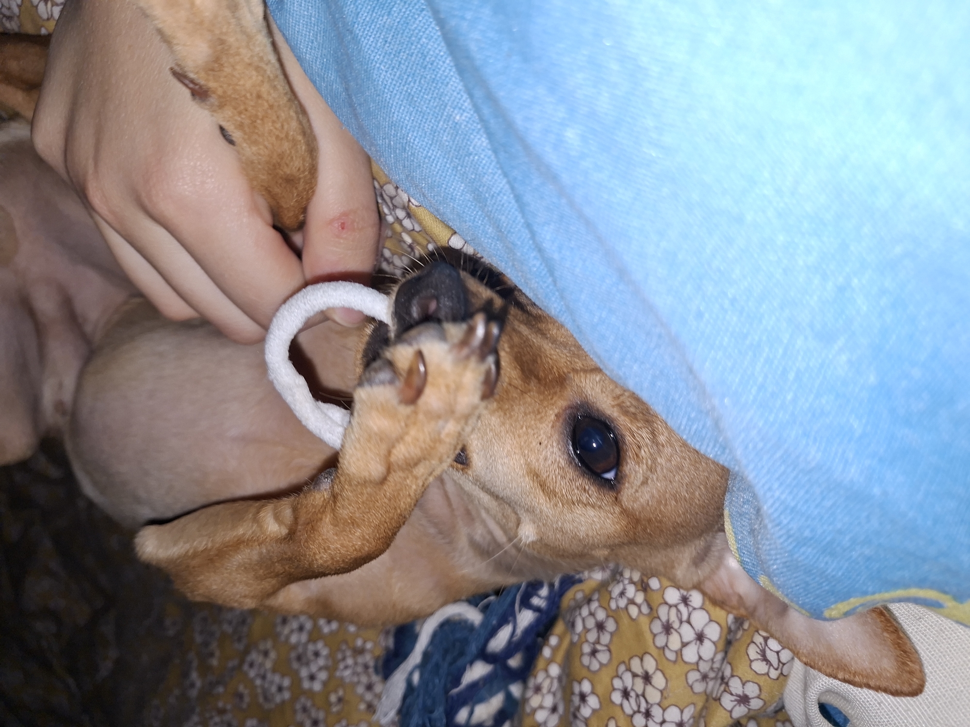 Chihuahua dog plays on bed in Shumen, Bulgaria