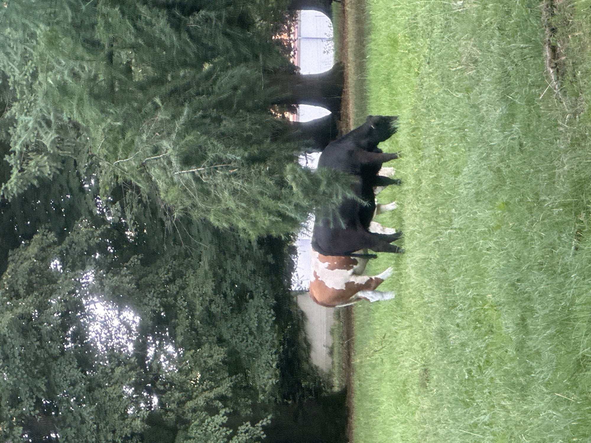 Cows, gazebo, and parkland in a quiet Günzburg afternoon