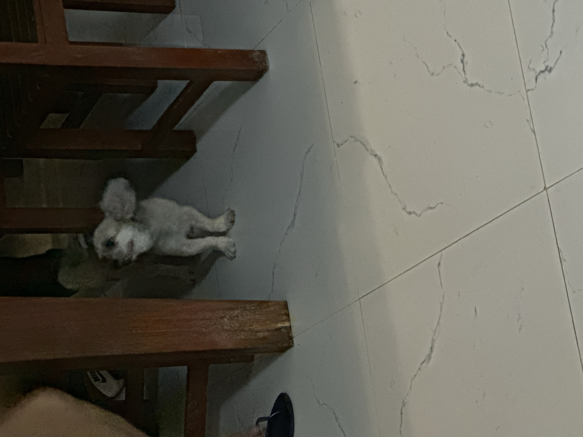 Small dogs playing, being petted in Samal home