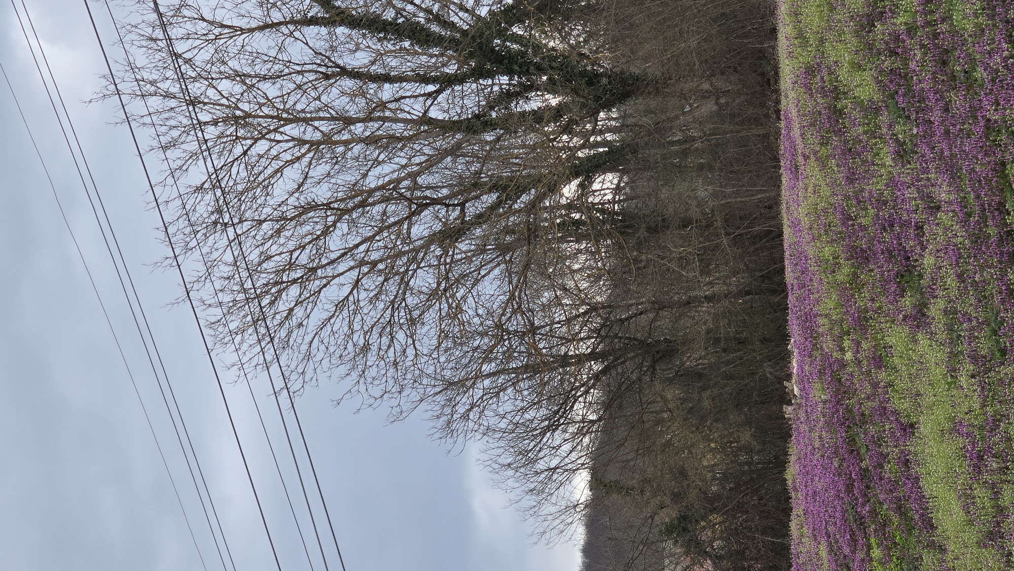 Rural power lines cross overcast sky in Lovech Bulgaria