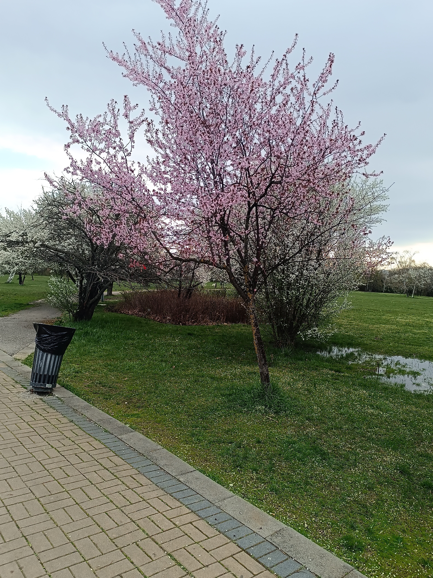 Morning scenes documented in Sofia parks and residential streets