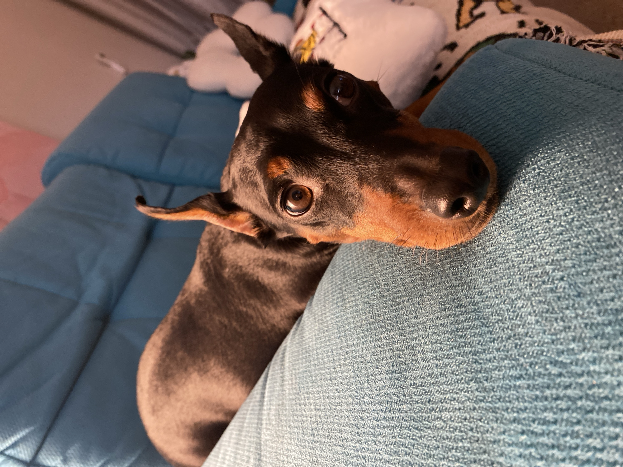 Miniature Pinscher chilling on a teal couch in Moscow