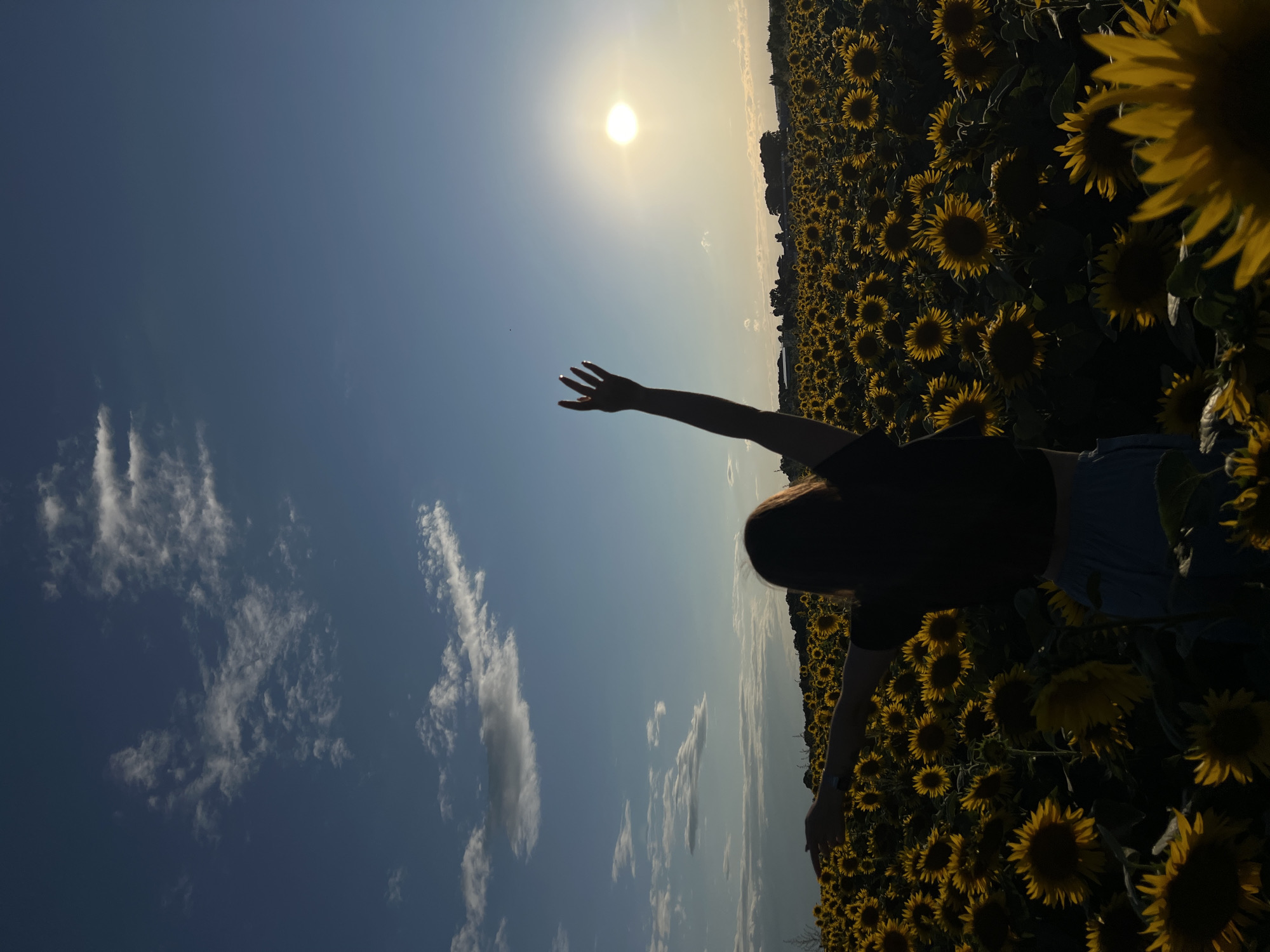 Golden hour in a Ukrainian sunflower field, Ostriv